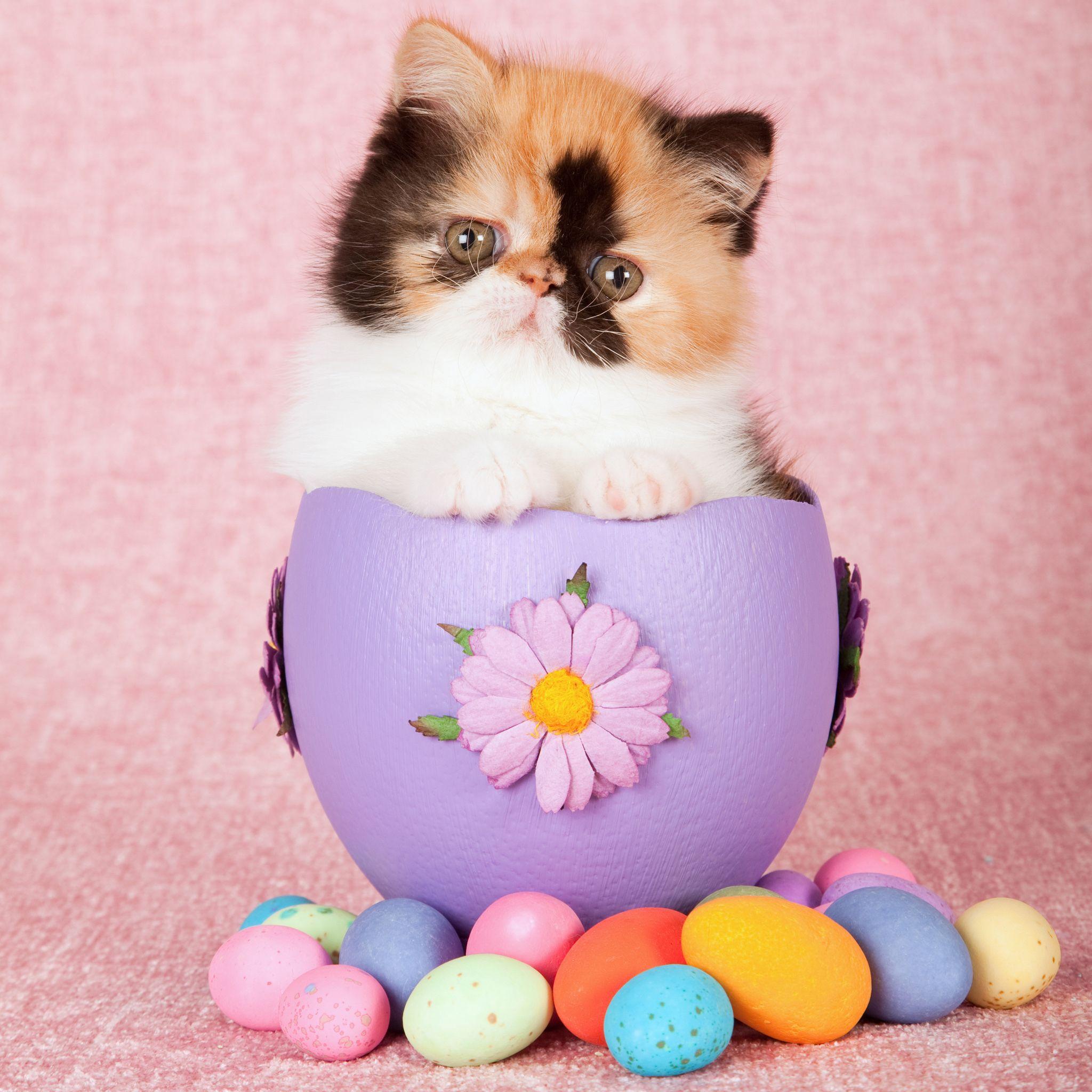 Cute. Easter cats, Cute cats, kittens