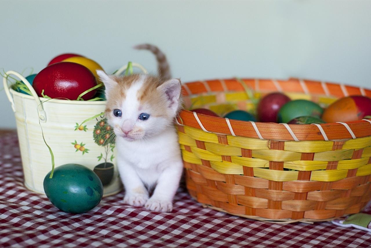 Desktop Wallpaper Easter Kittens cat Eggs Wicker basket Animals