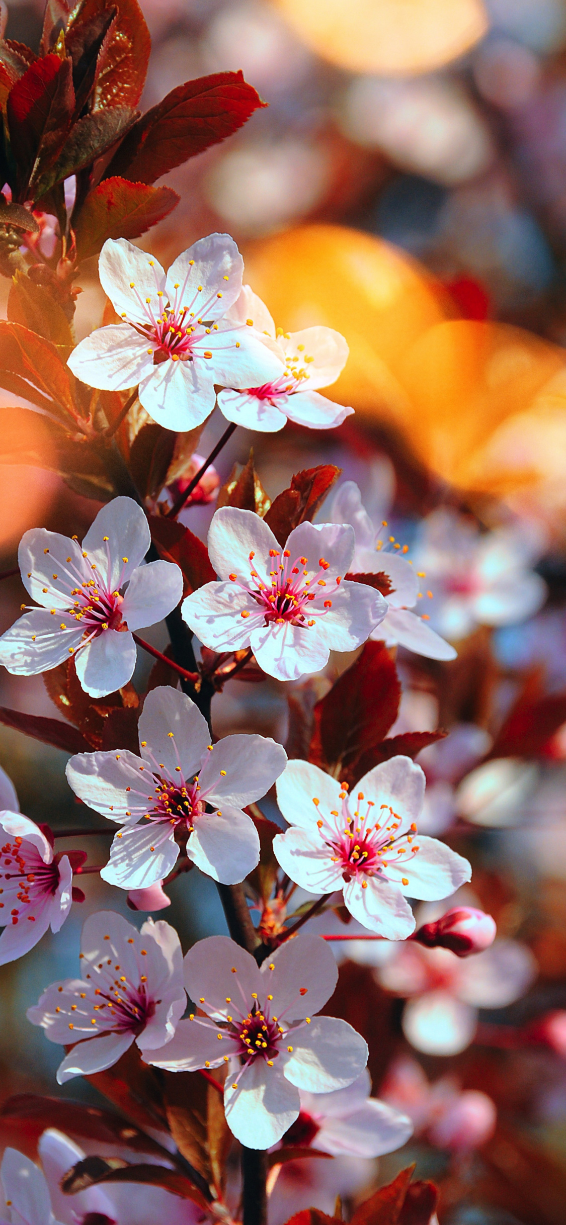 Download 1125x2436 wallpaper cherry blossom, pink flowers, close