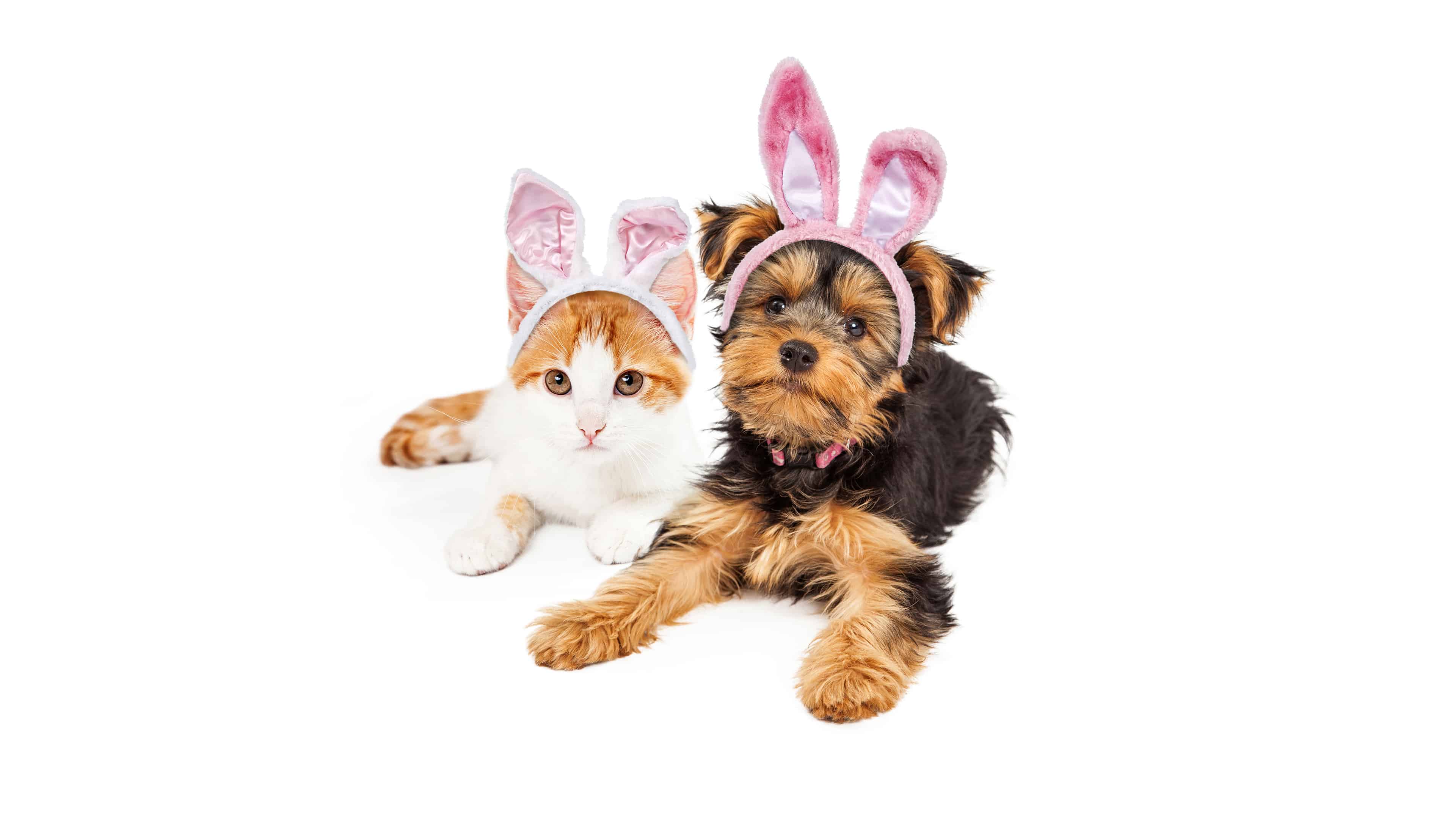 Cute Cat And Bunny Easter Wallpapers - Wallpaper Cave