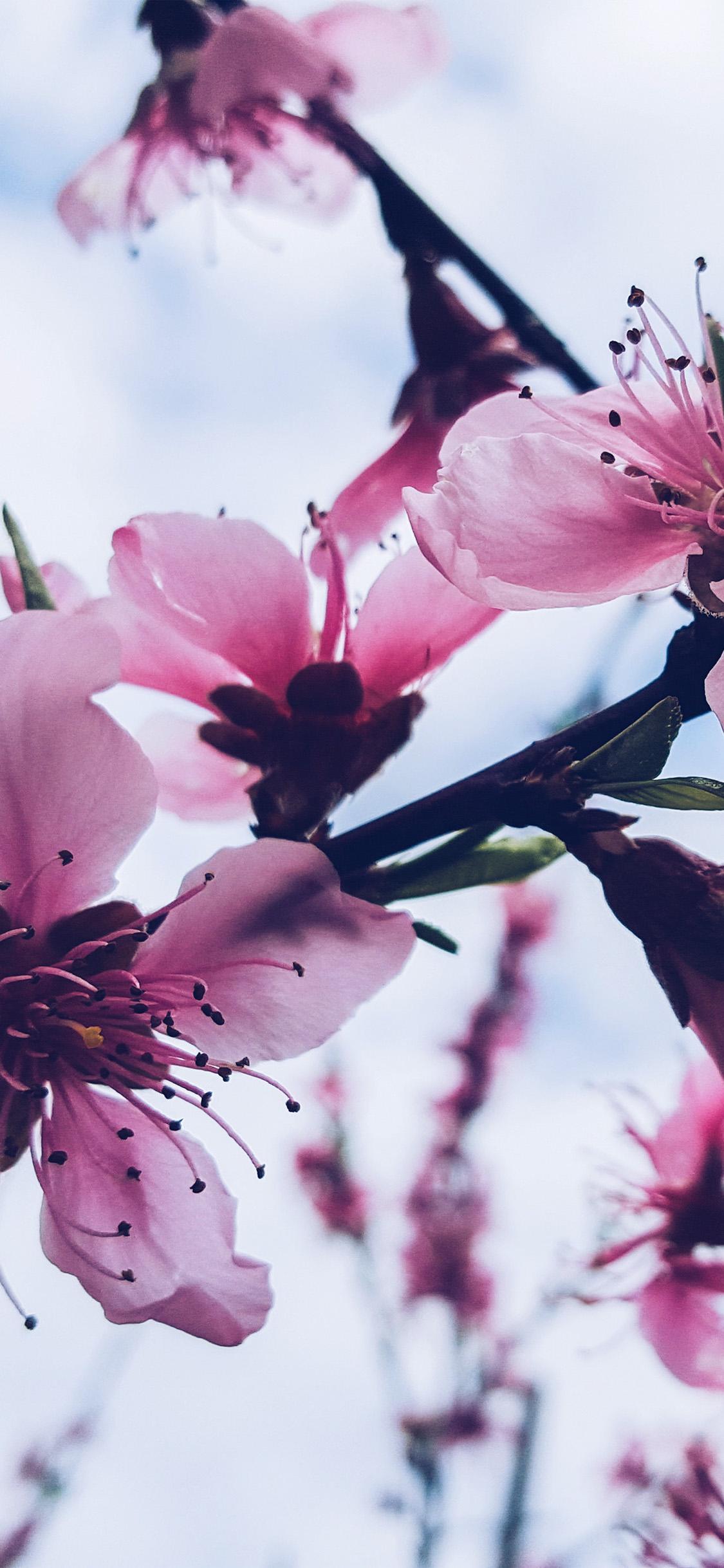 iPhone wallpaper. flower blossom cherry