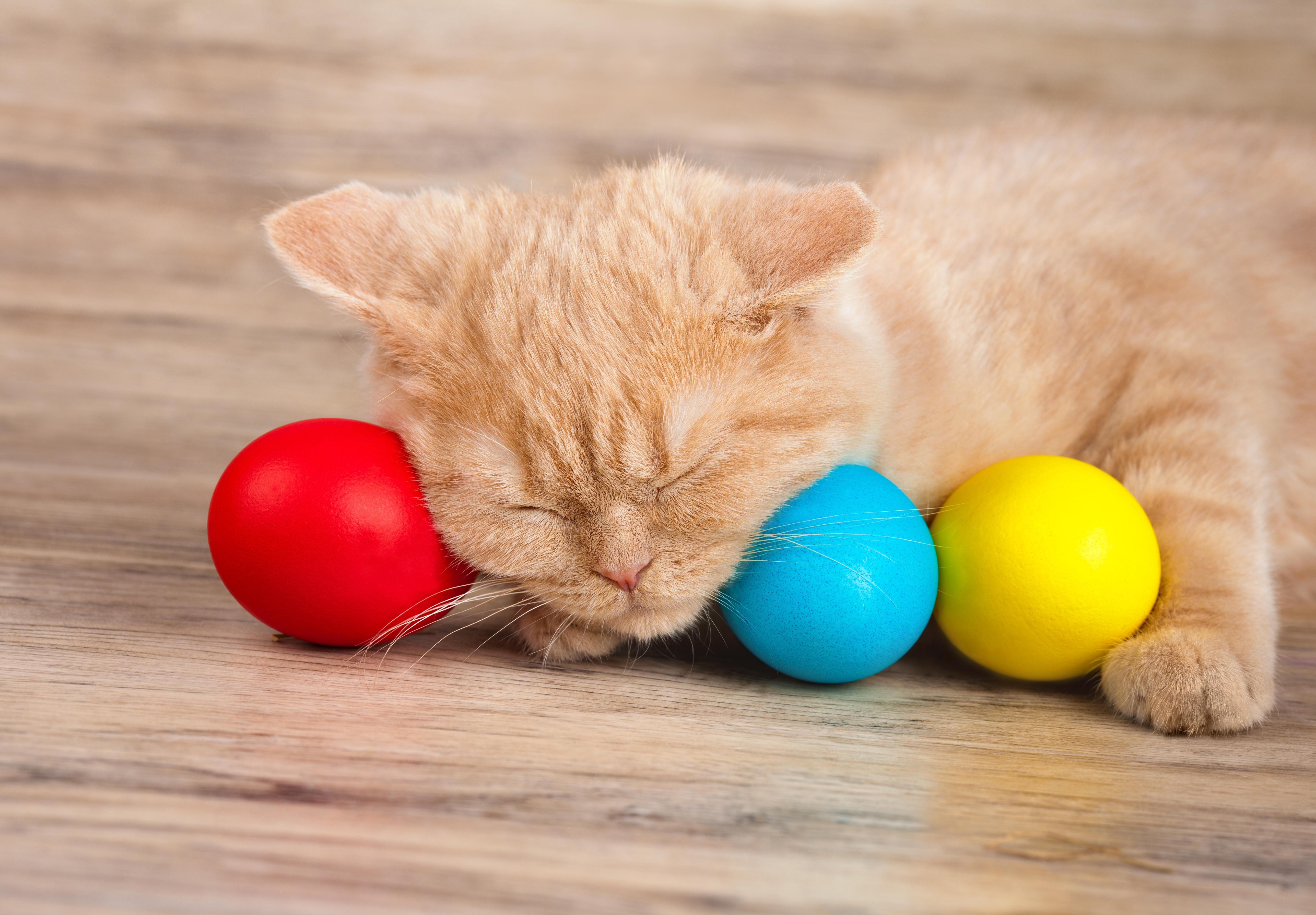 Cats Who Are Celebrating Easter