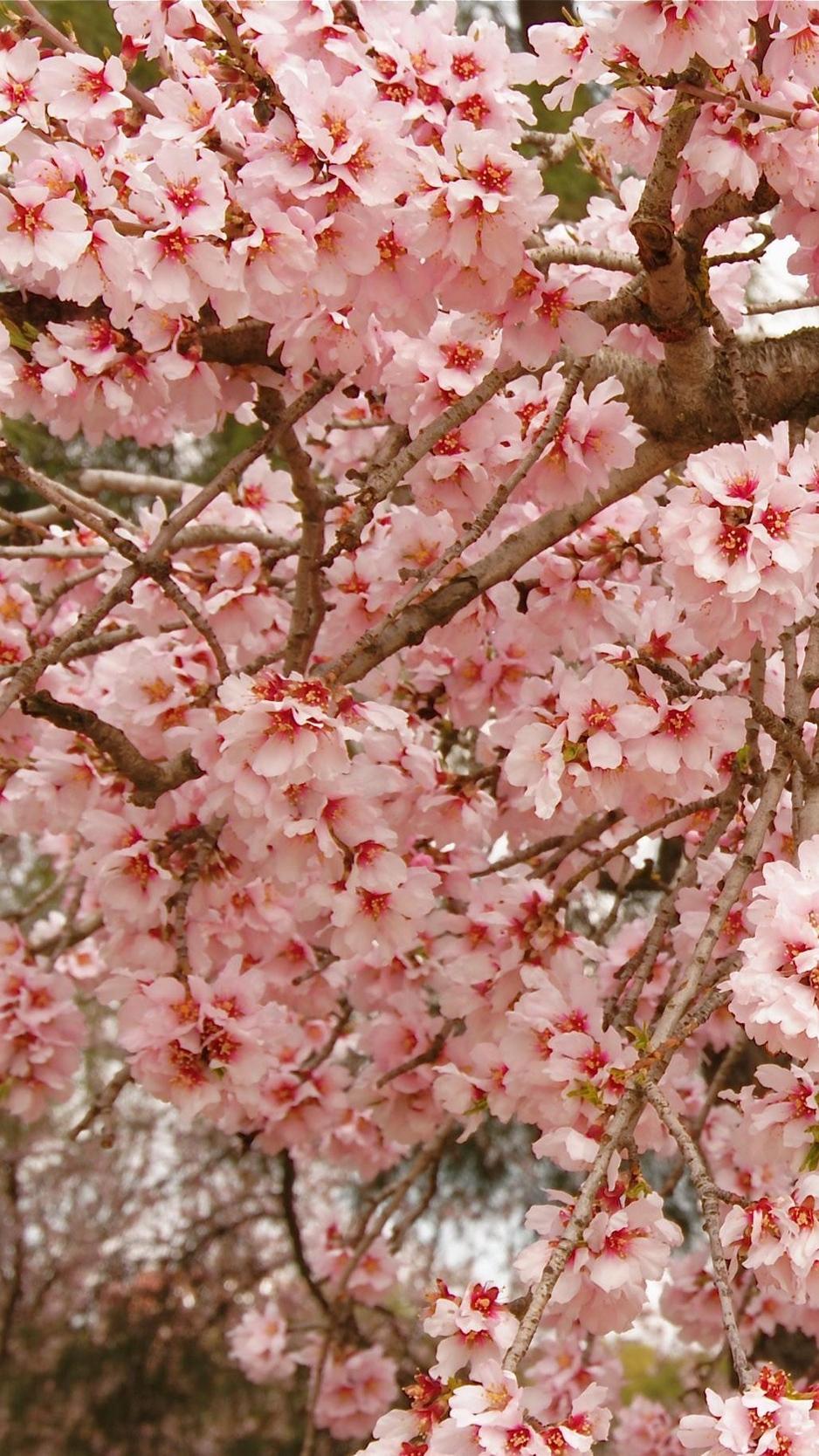 Download wallpaper 938x1668 cherry, blossom, pink, twigs, spring