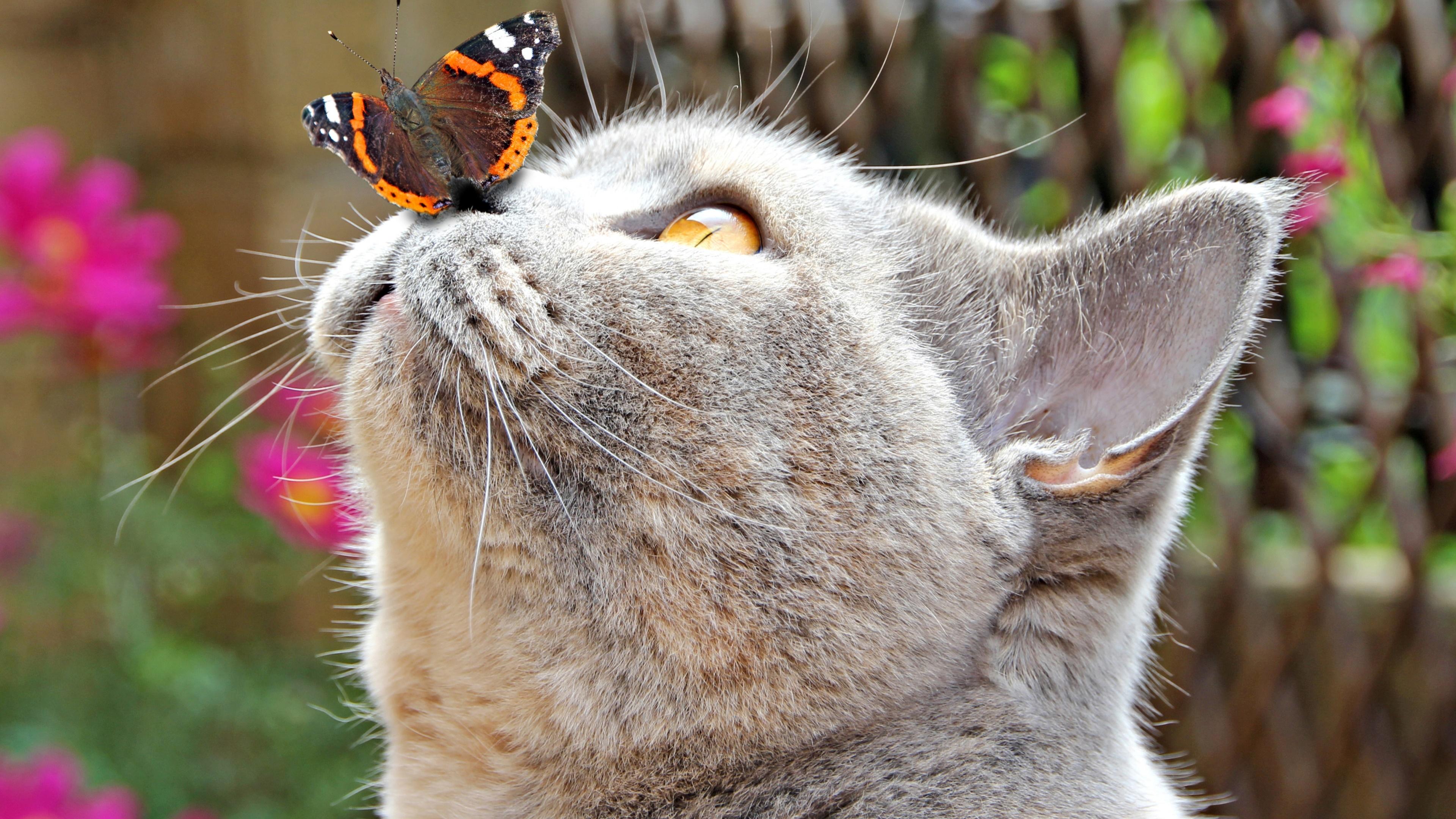 Butterfly on Cat's Nose 4k Ultra HD Wallpaper. Background Image