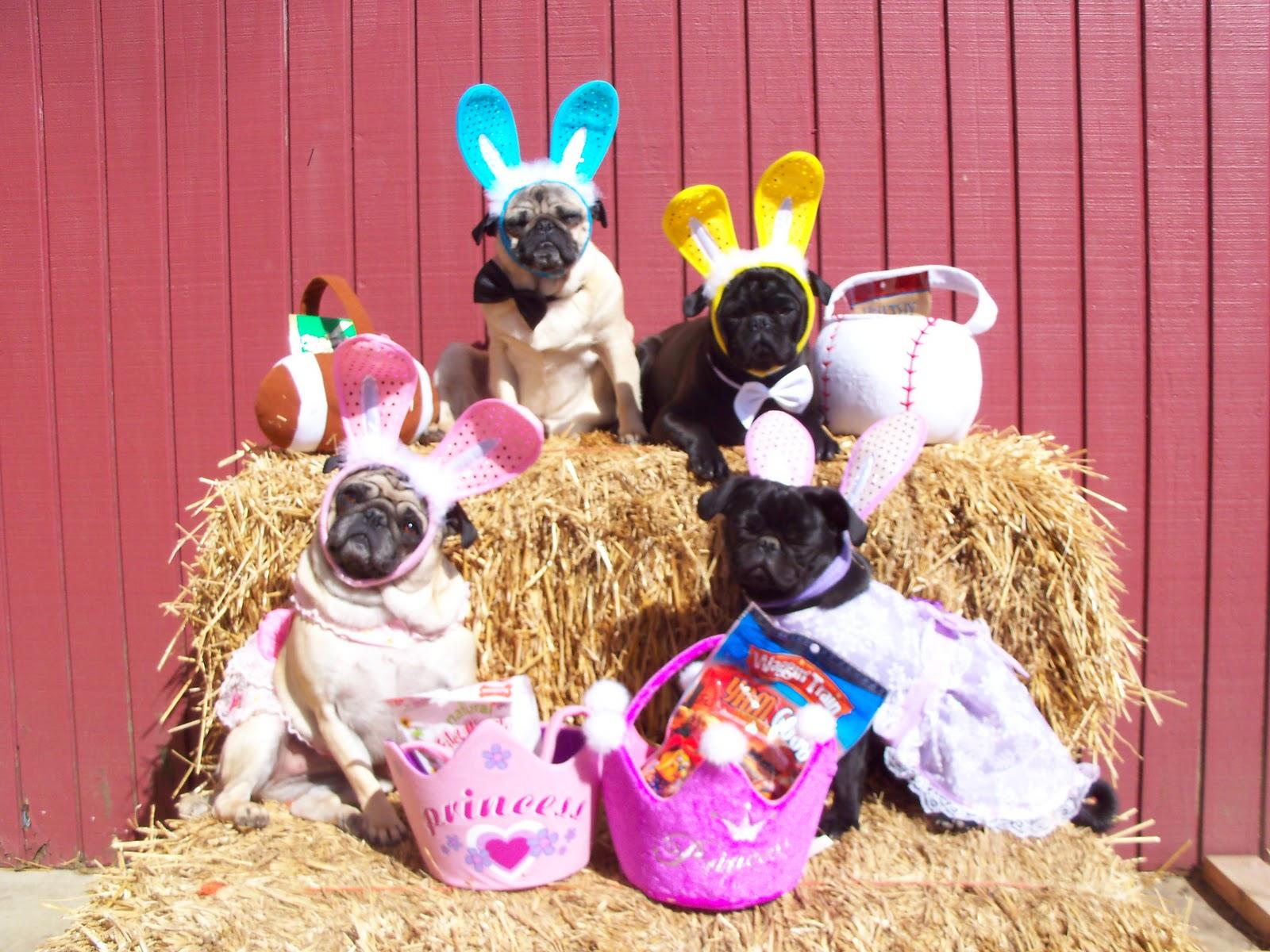 Easter Pug dogs photo and wallpaper. Beautiful Easter Pug dogs