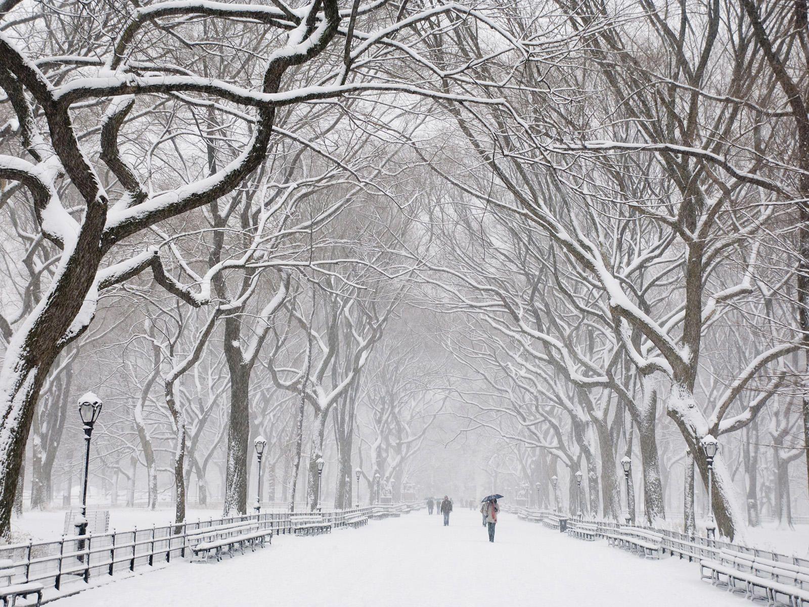 Central Park. Winter wallpaper, Snow covered trees, Central park