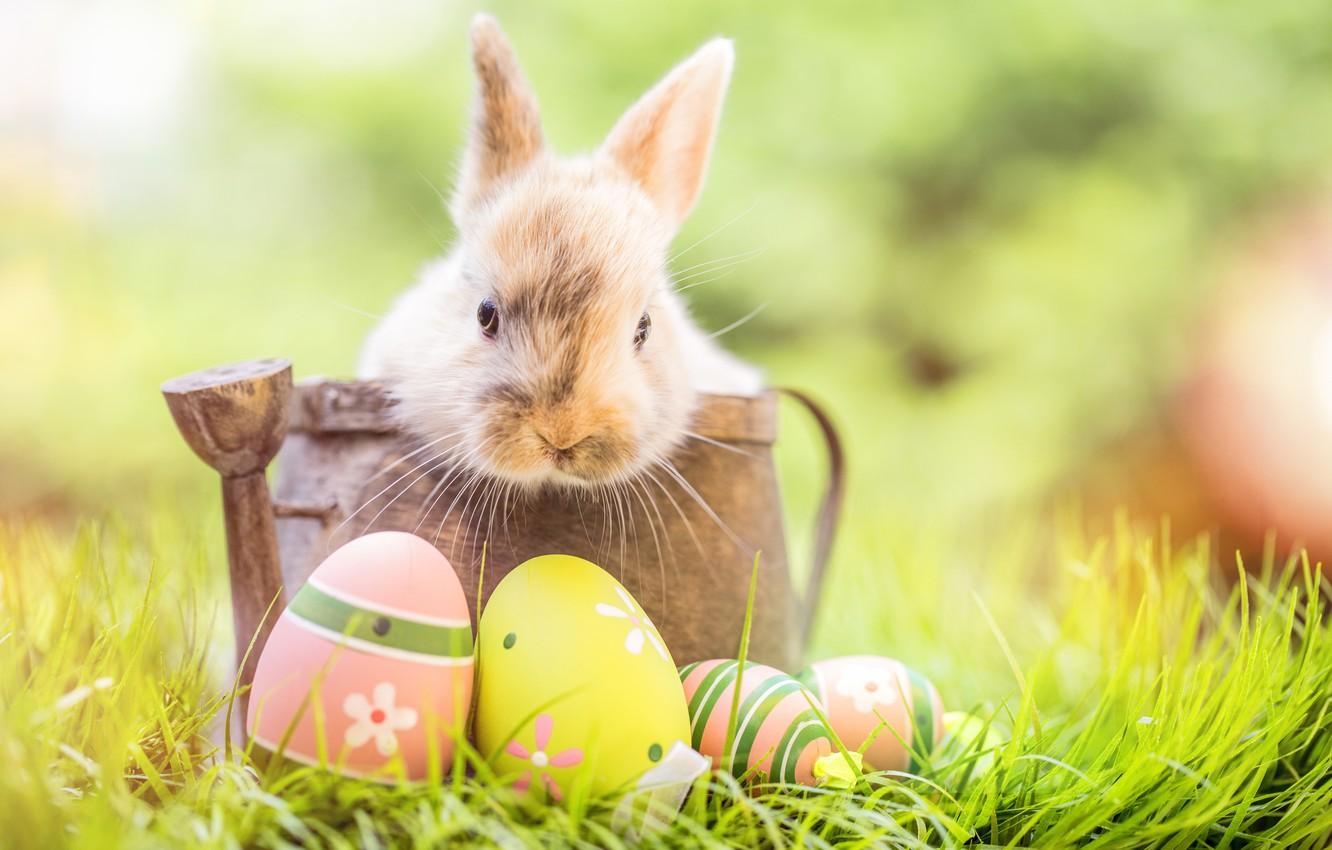 Wallpaper grass, flowers, rabbit, Easter, happy, flowers, spring, Easter, eggs, bunny, decoration, the painted eggs image for desktop, section праздники