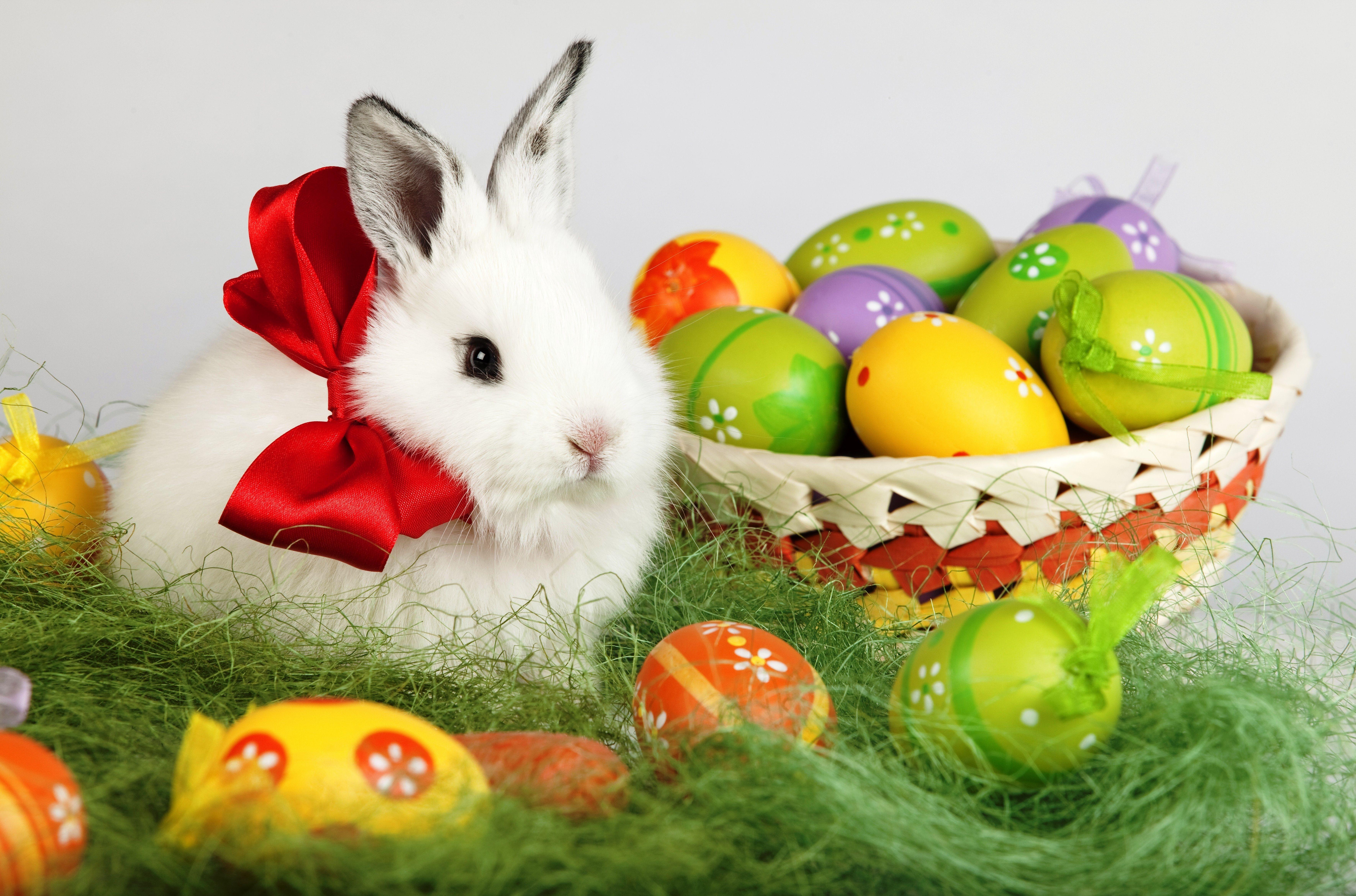 Picture Easter rabbit egg Holidays 7080x4680