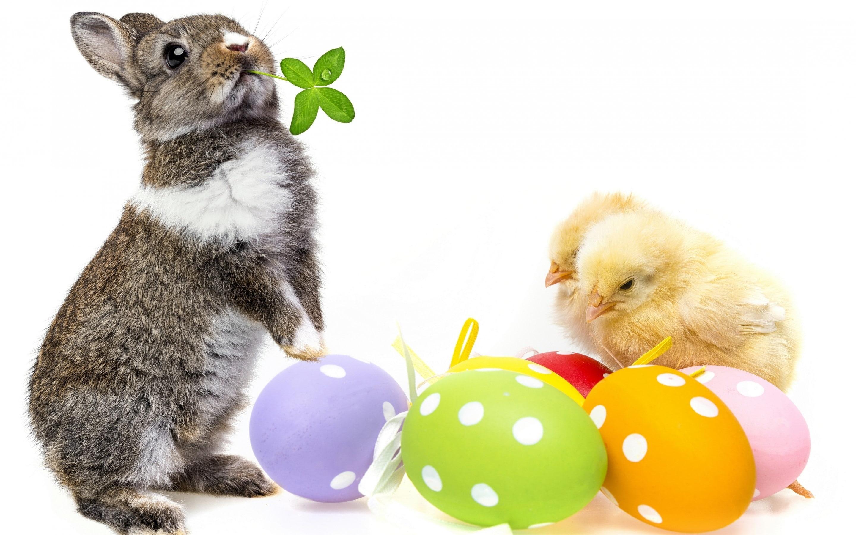 Cute Easter Bunny, easter bunny, 2014 easter, easter easter