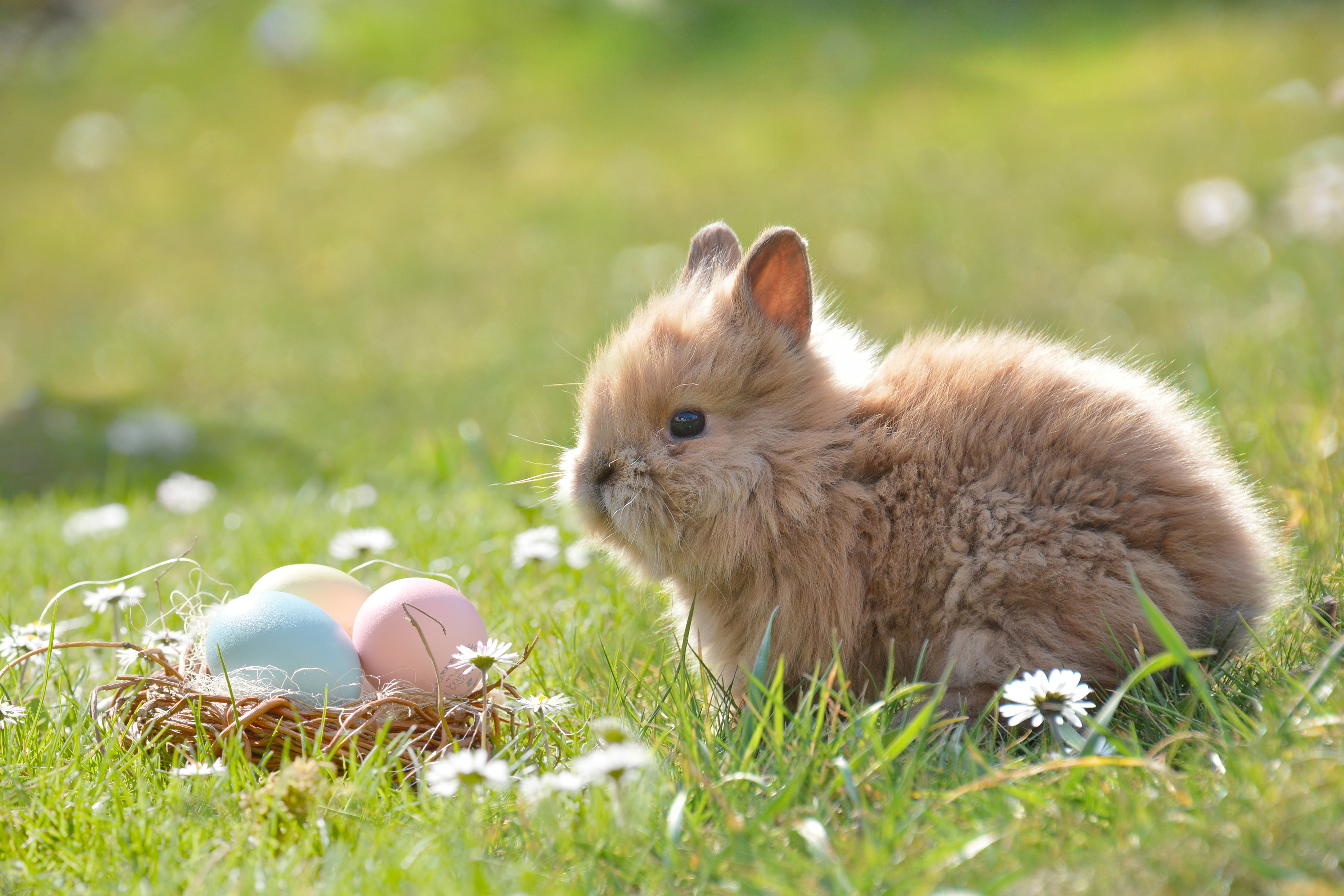 Brown rabbit on green grass field near three eggs at daytime HD