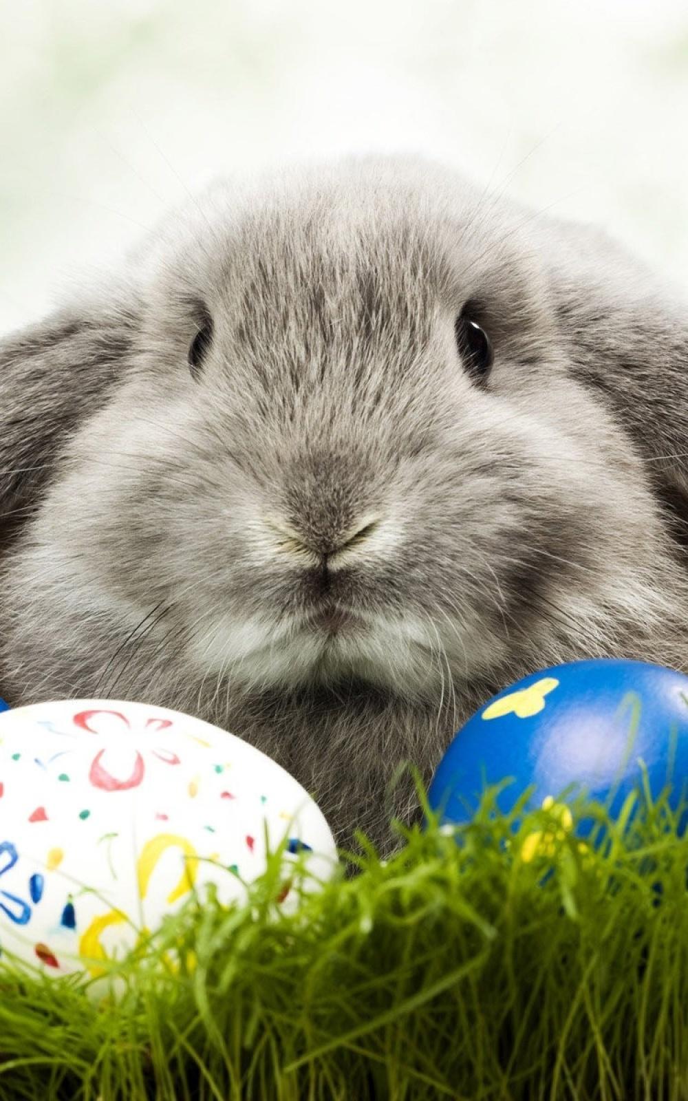 Easter Grey Bunny Eggs Android Wallpaper free download