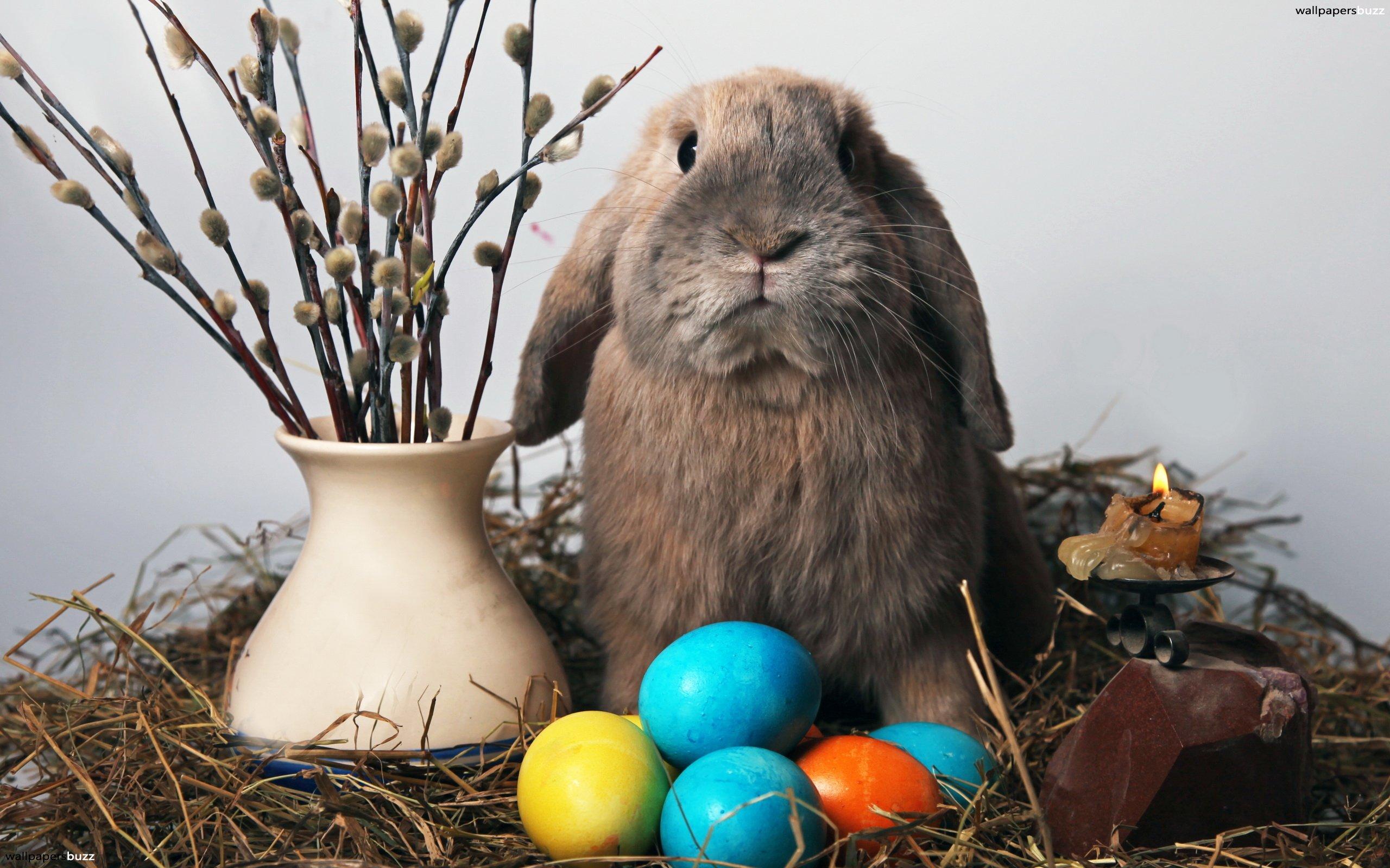 Funny Easter rabbit HD Wallpaper