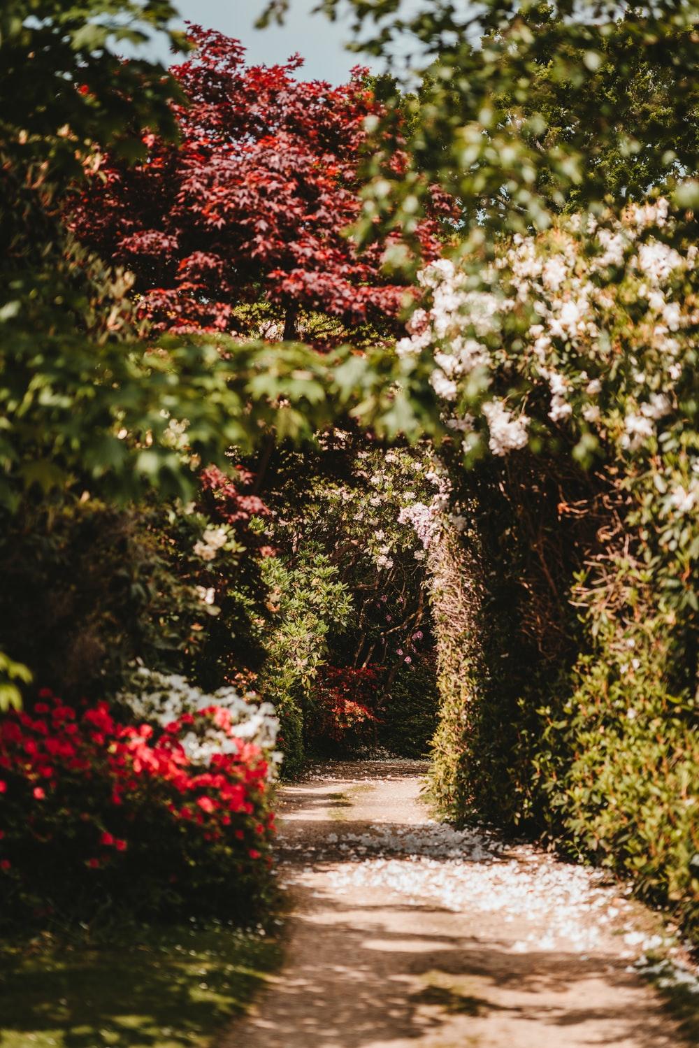 Spring Path Picture. Download Free Image