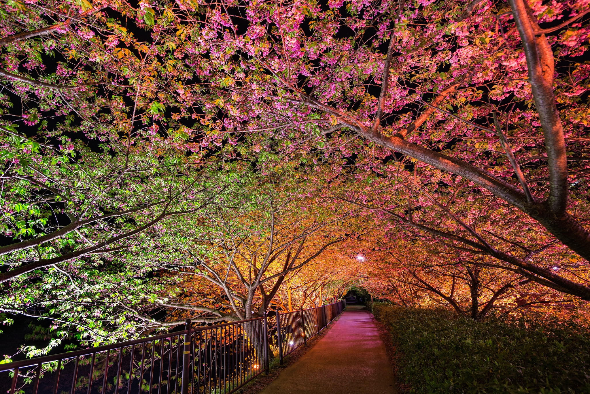 Pink and green leaf trees between pathway HD wallpaper. Wallpaper