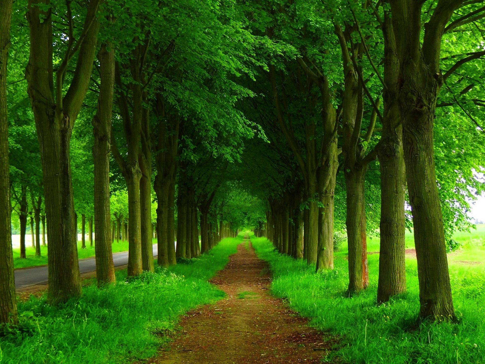 nature, Landscape, Fairy Tale, Path, Forest, Tunnel, Trees, Leaves