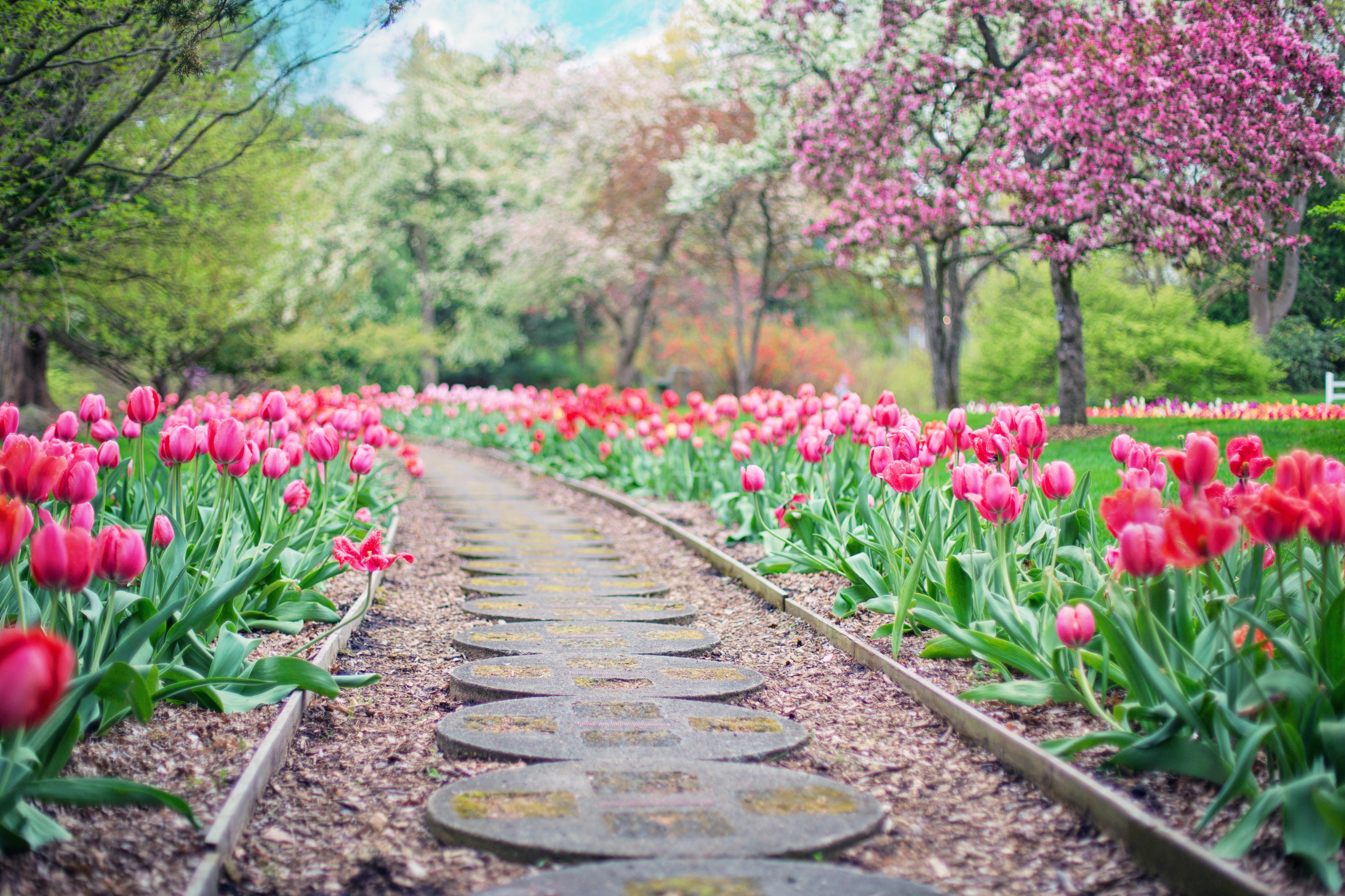 Pathway Between Pink Tulip Flowers · Free