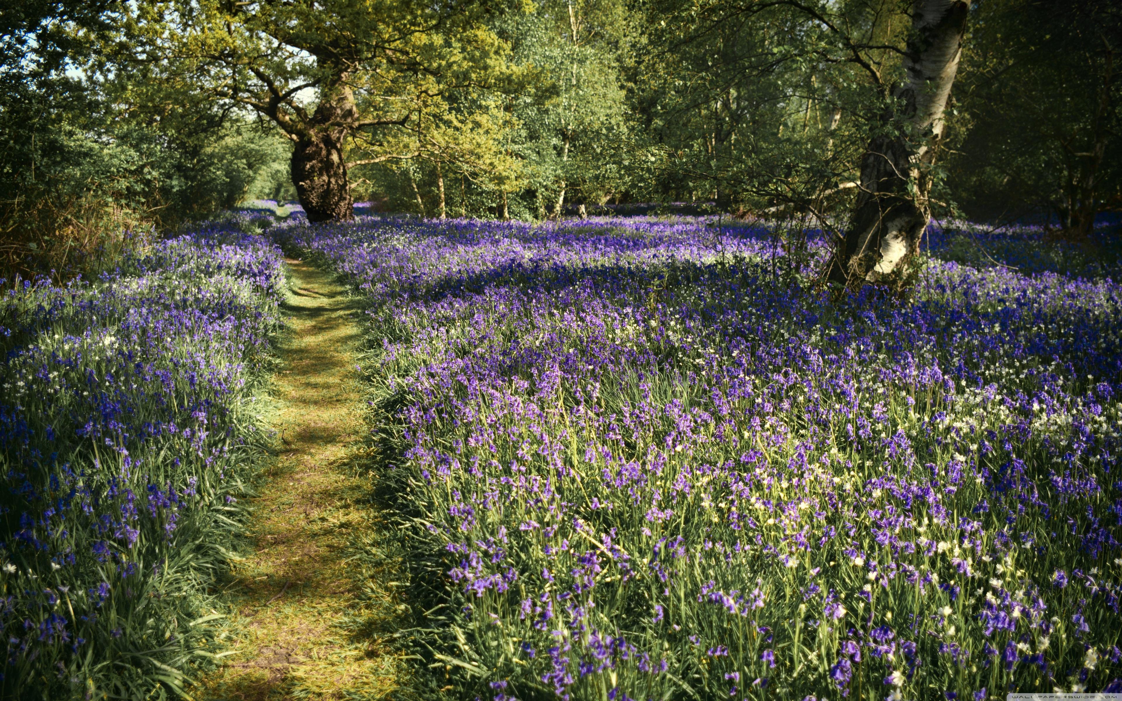 Path, Spring Bluebells Flowers, Beautiful Forest Ultra HD Desktop