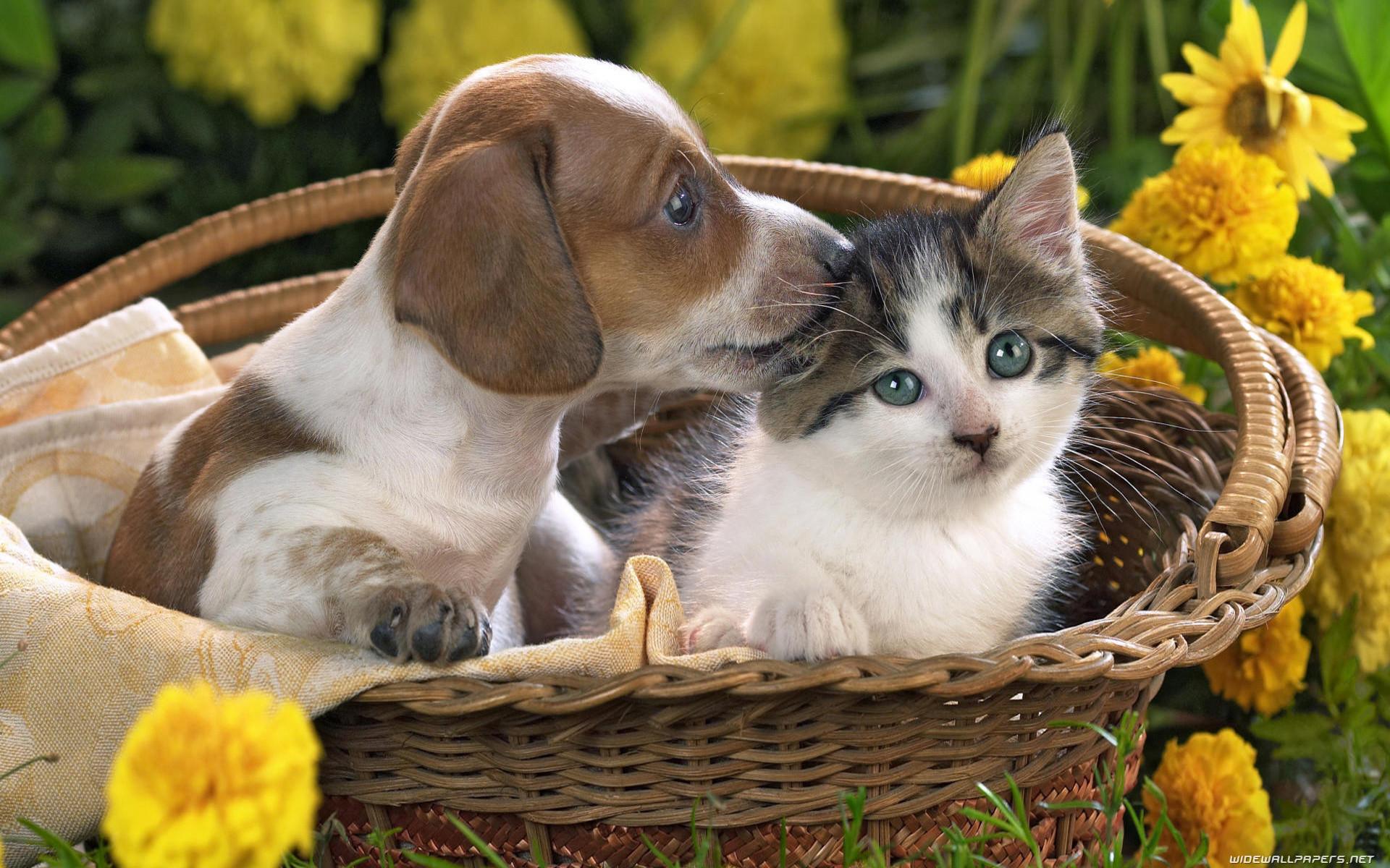 Cats and Dogs wallpaper
