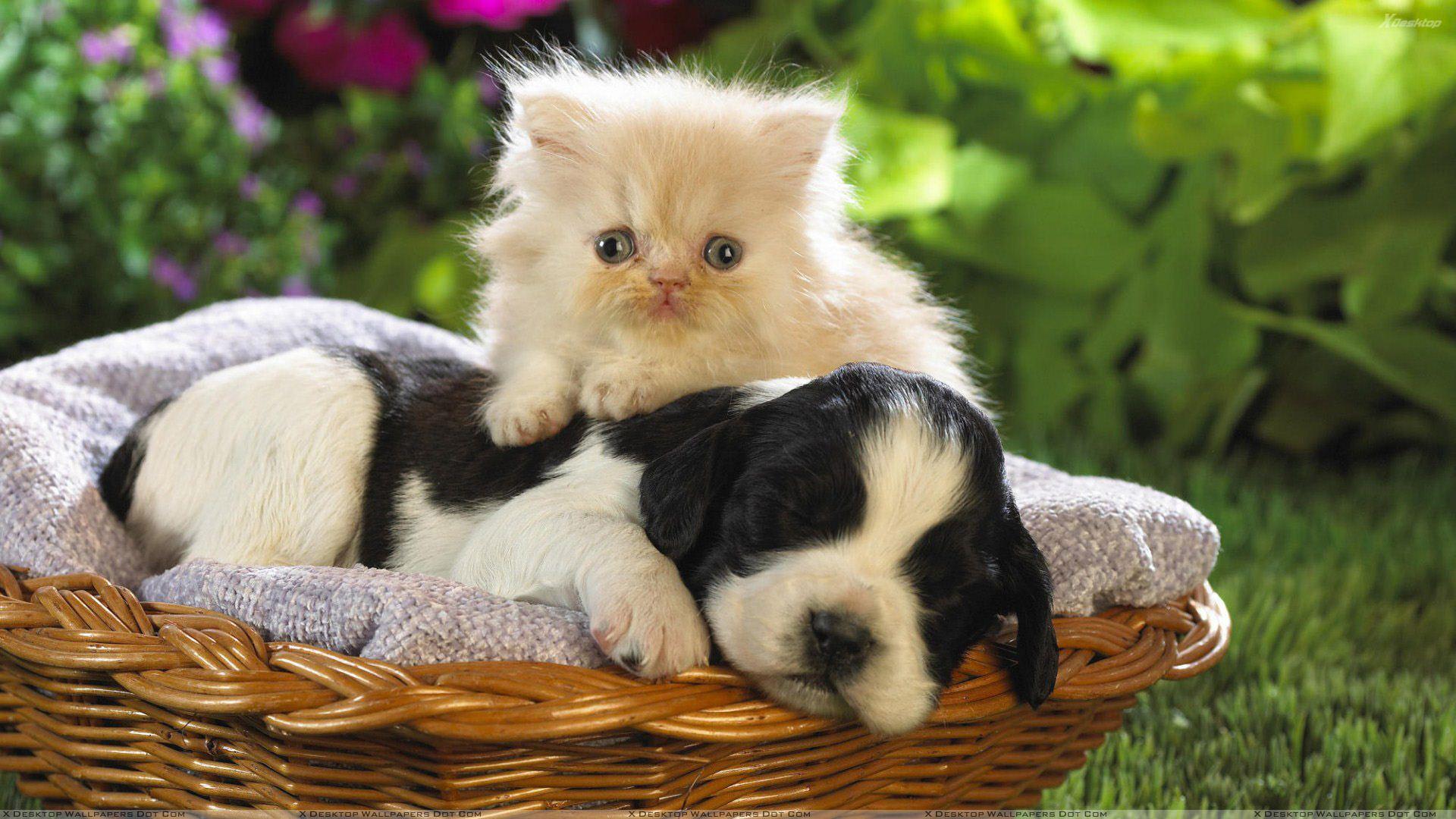 sleeping cat and dog wallpaper