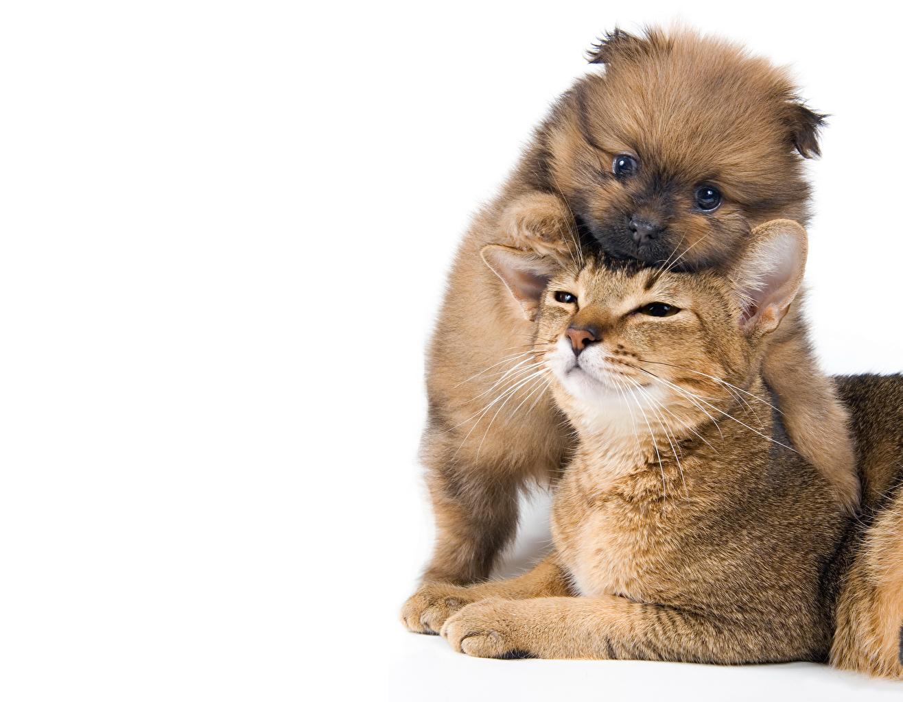 Wallpaper puppies cat Dogs Two animal