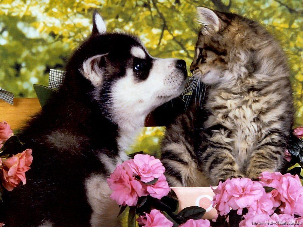 Beautiful Flower Wallpaper For You: Kitten Puppy Wallpaper. Cute cats and dogs, Kittens and puppies, Cute animals