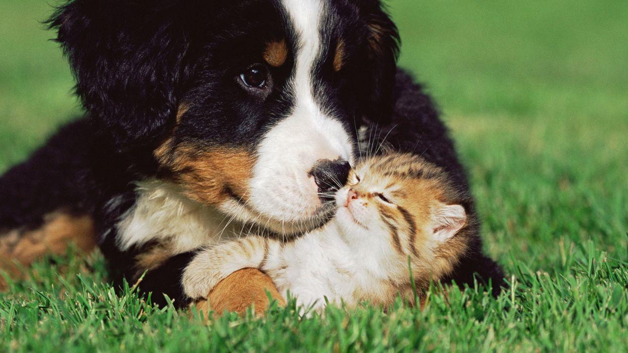 Cats Dogs Kittens Grass Animals puppy cute love wallpapers
