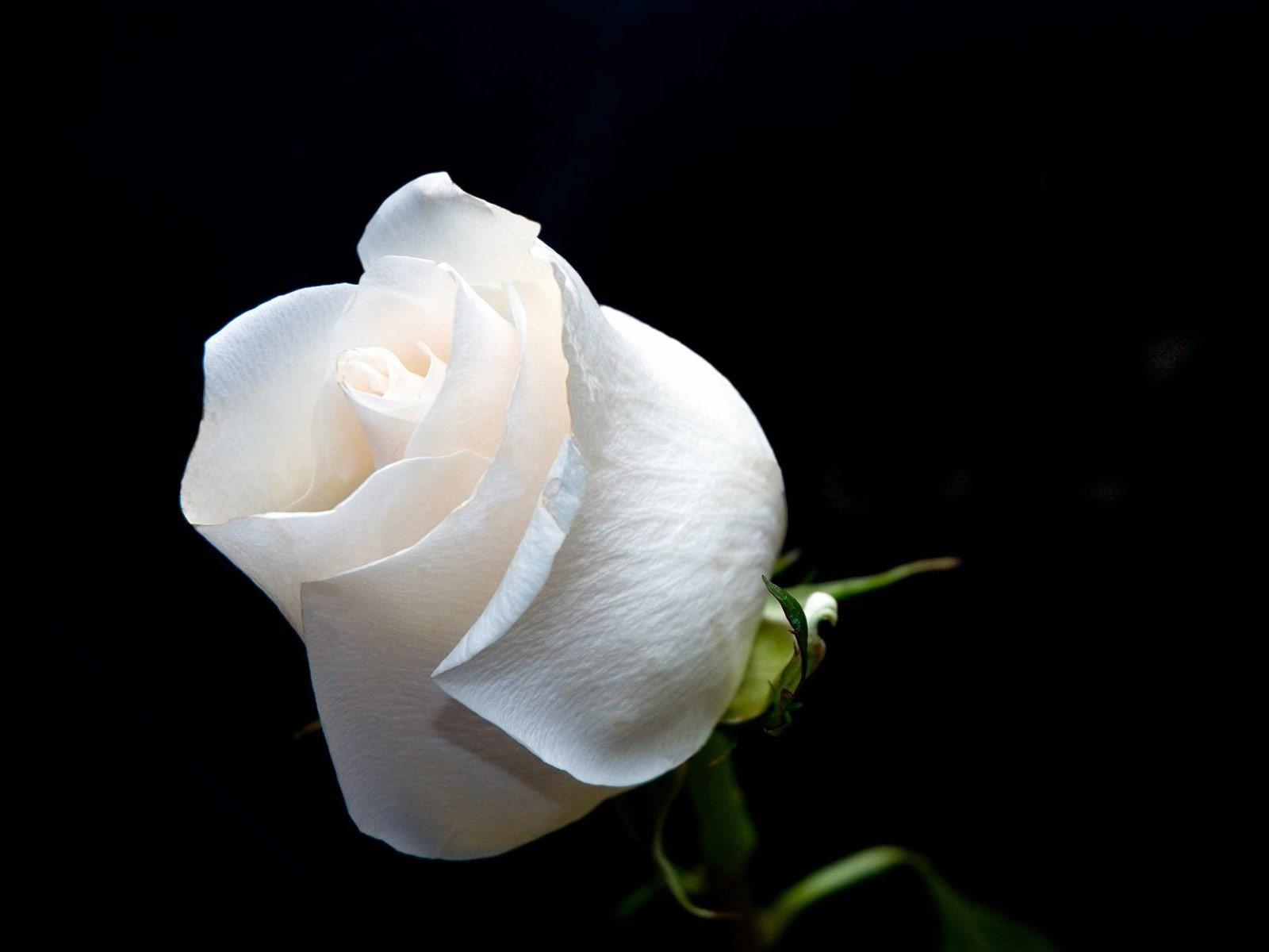 White Rose HD Desktop Wallpaper 35191