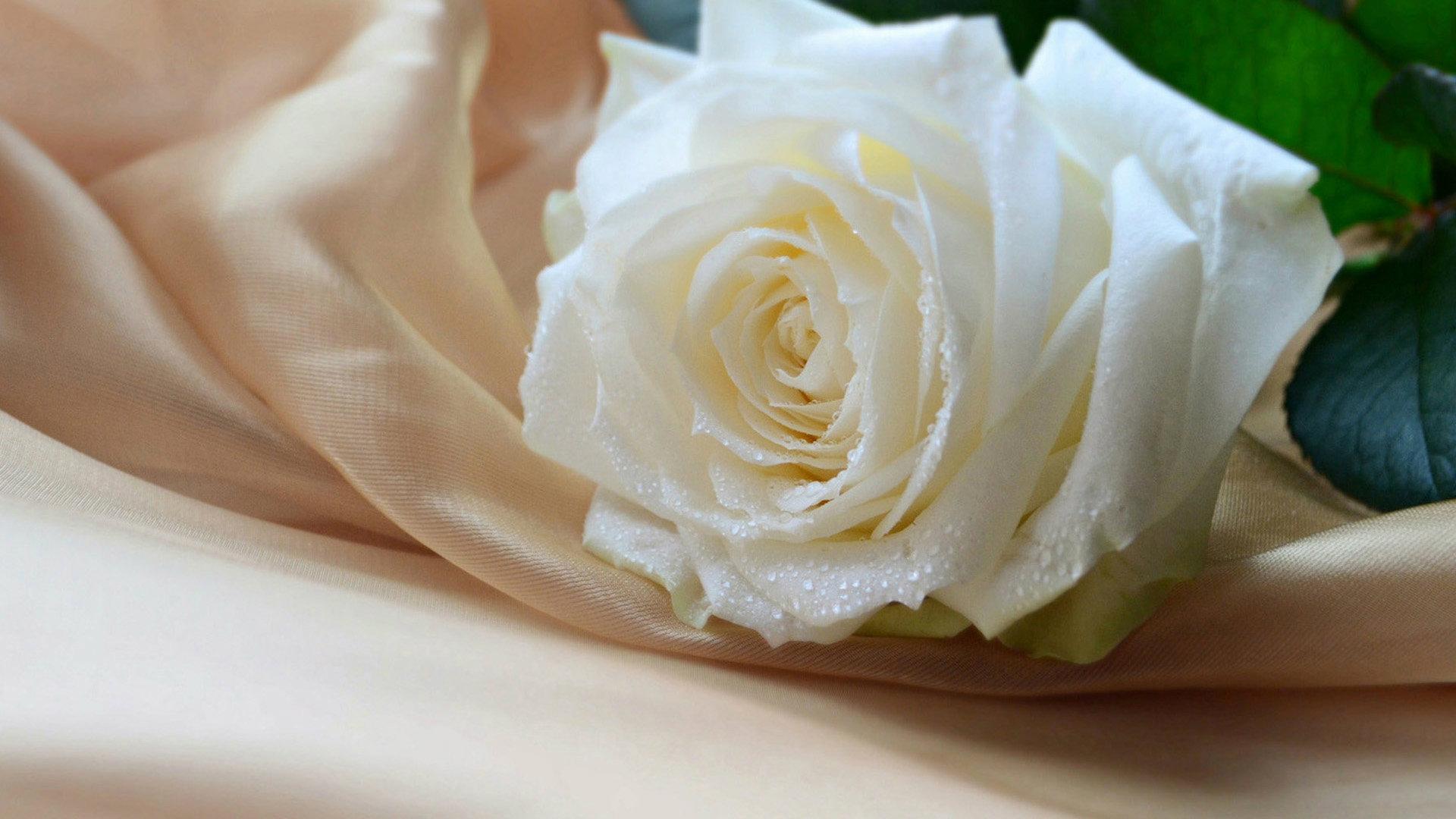 white roses desktop wallpaper