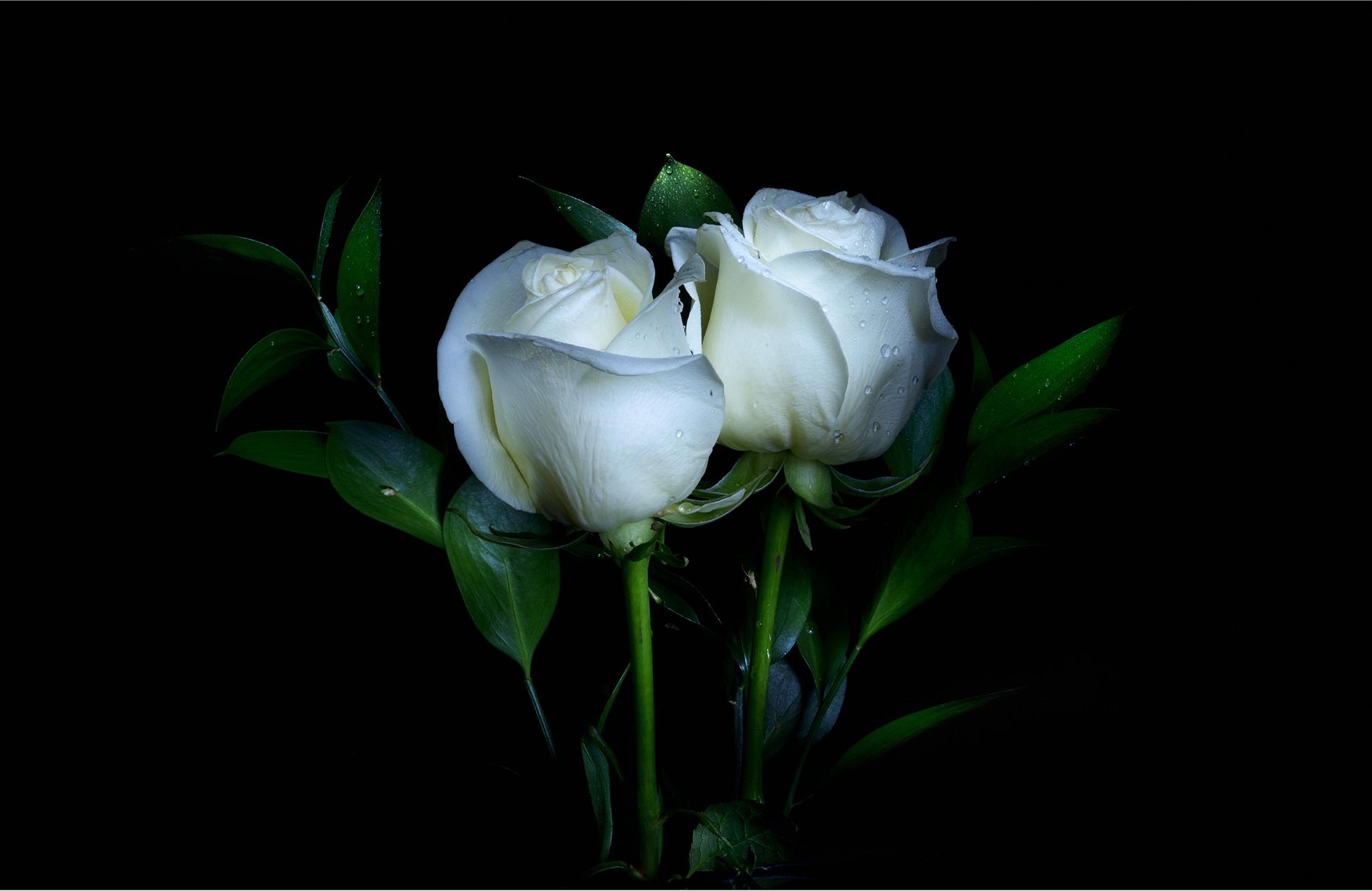 White Roses HD Wallpaper