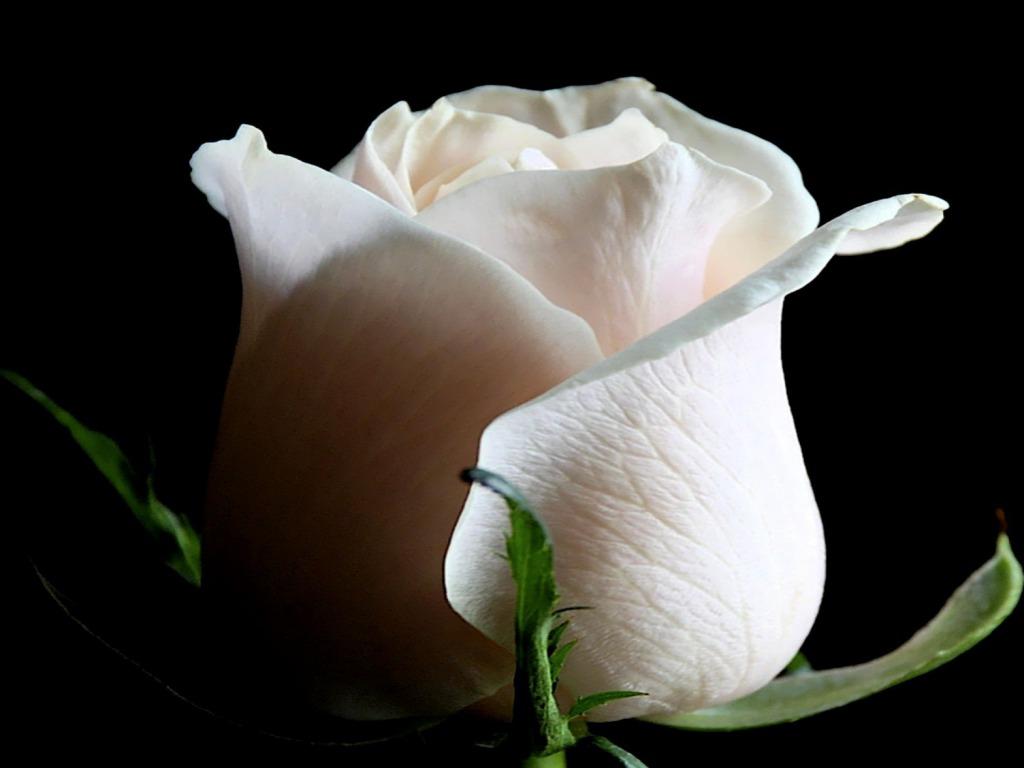 White Rose Desktop Wallpapers - Wallpaper Cave