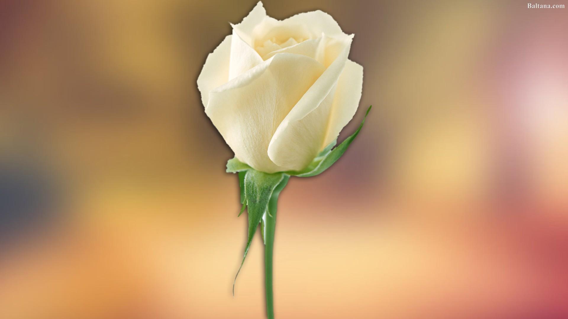 White Rose Desktop Wallpaper 32068