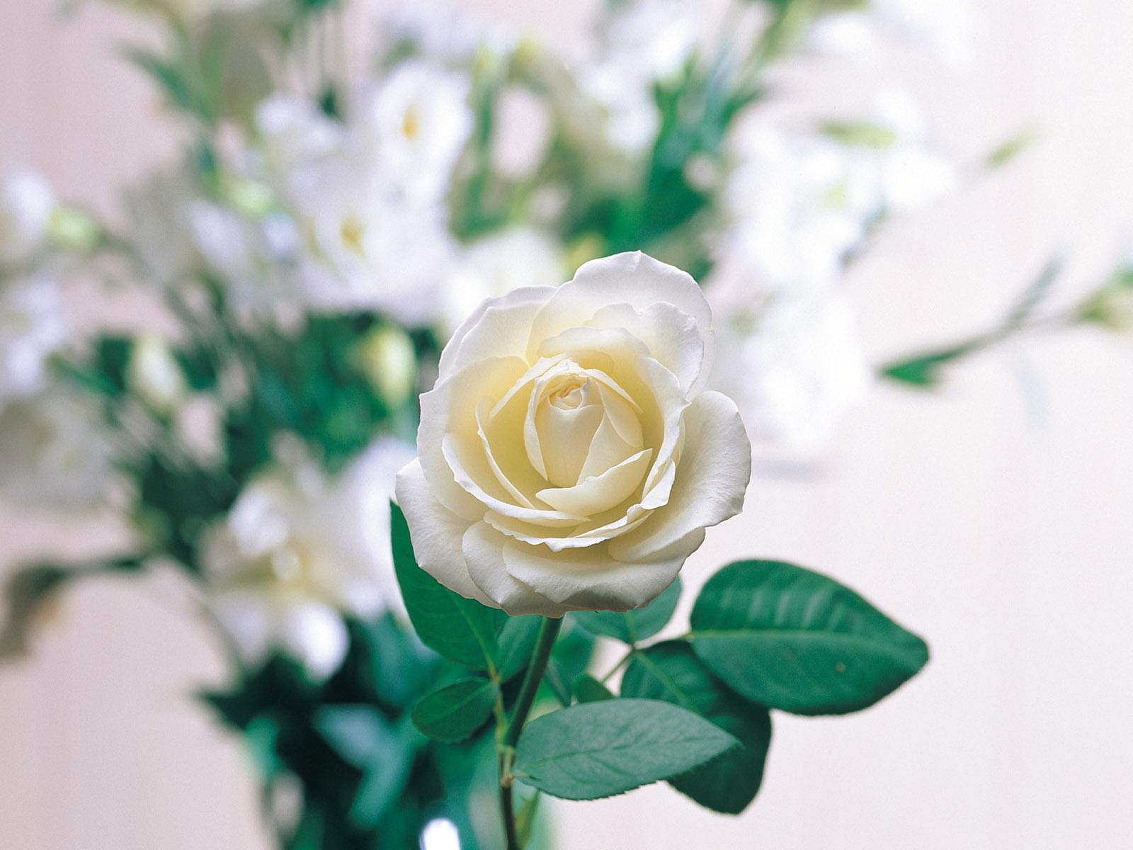 Single Wallpaper White Rose HD Wallpaper