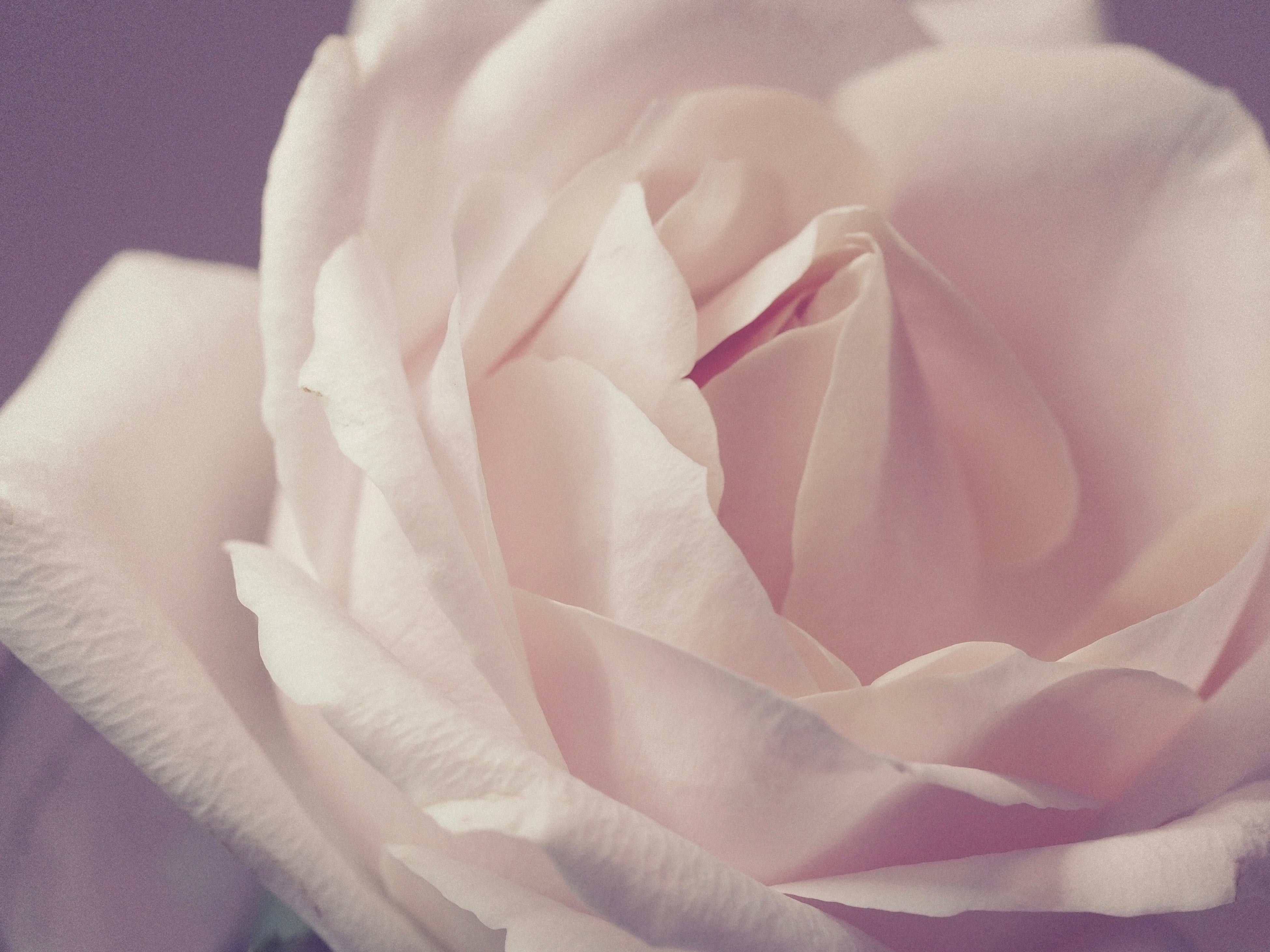 Closeup Photo Of White Rose · Free