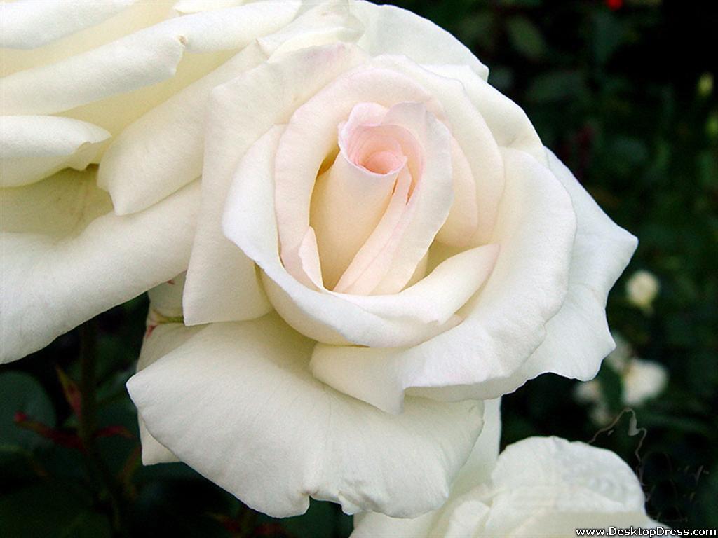 Desktop Wallpaper Flowers Background White Rose