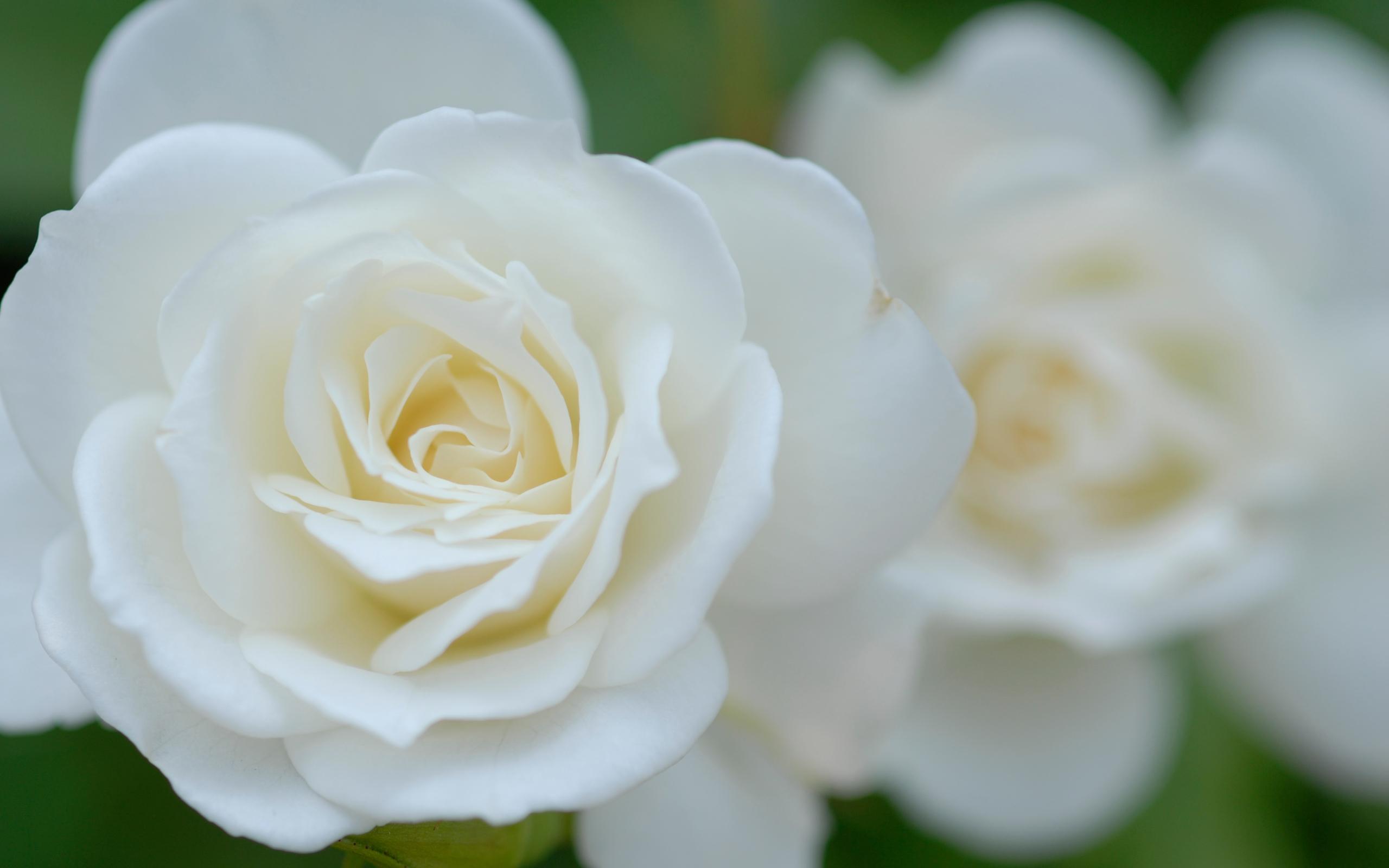 Inspirational White Rose Flower Image