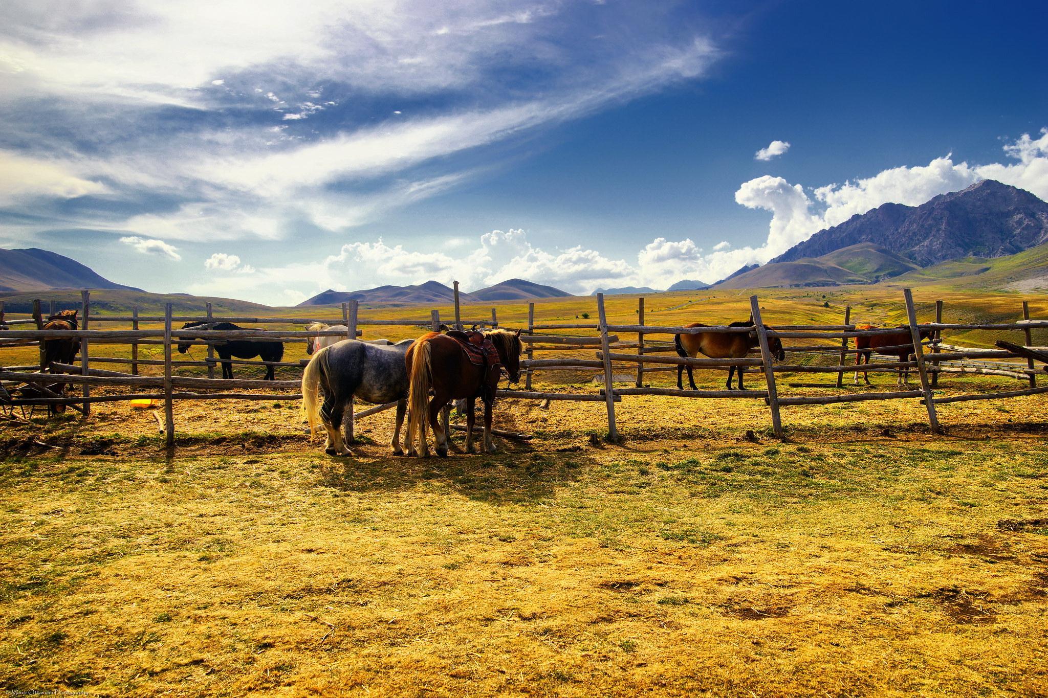 horse ranch wallpaper