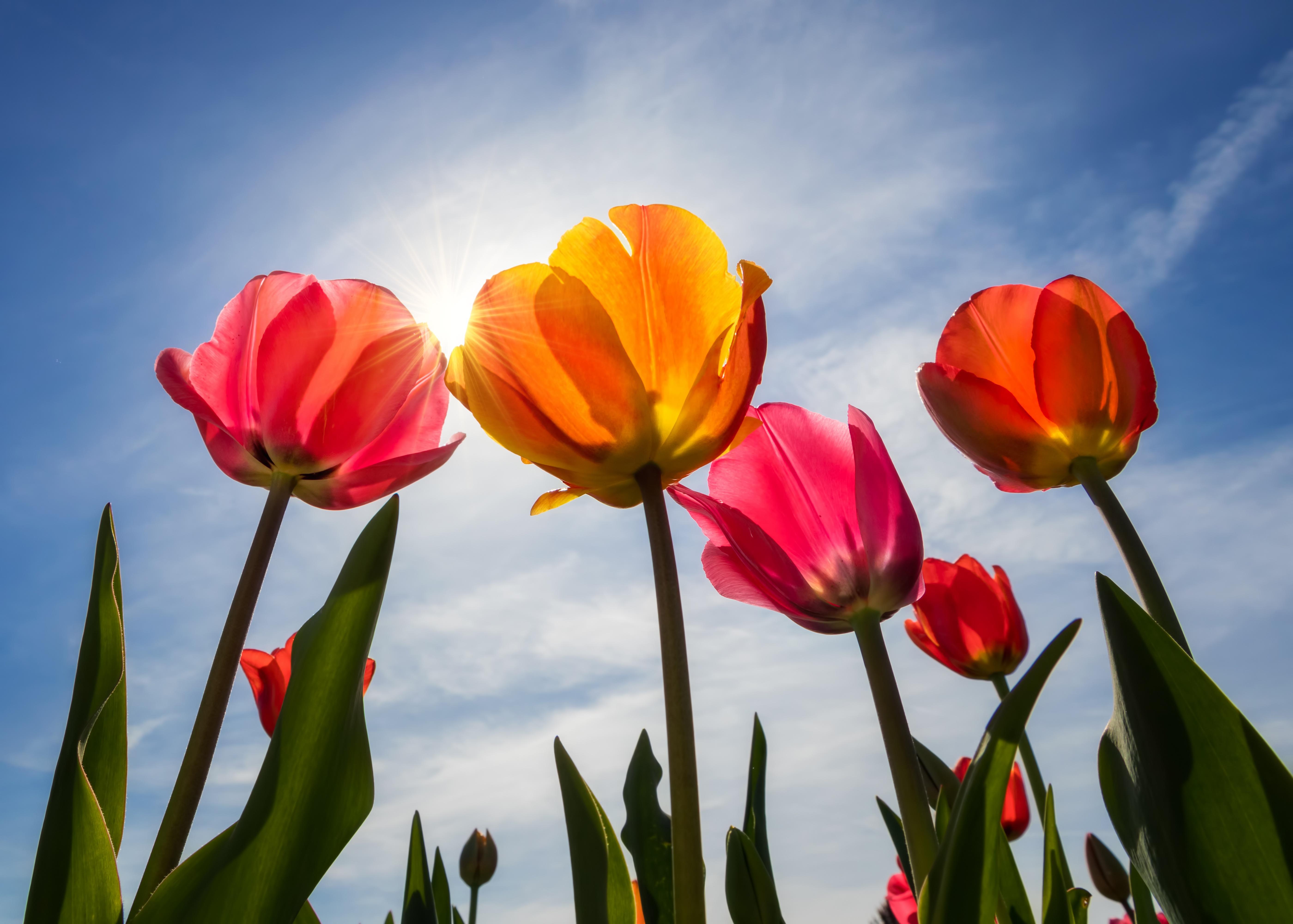 #Bloom, #Spring, #Sunny day, #Tulips, K. Flowers