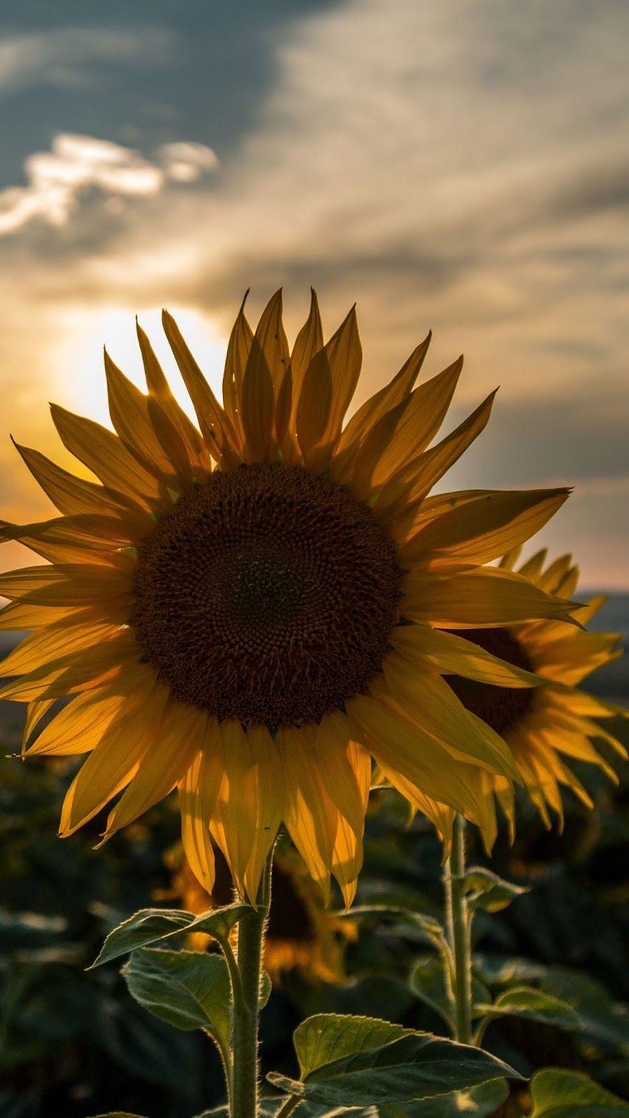 Sunflower in the sunset. Sunflower wallpaper, Sunset wallpaper