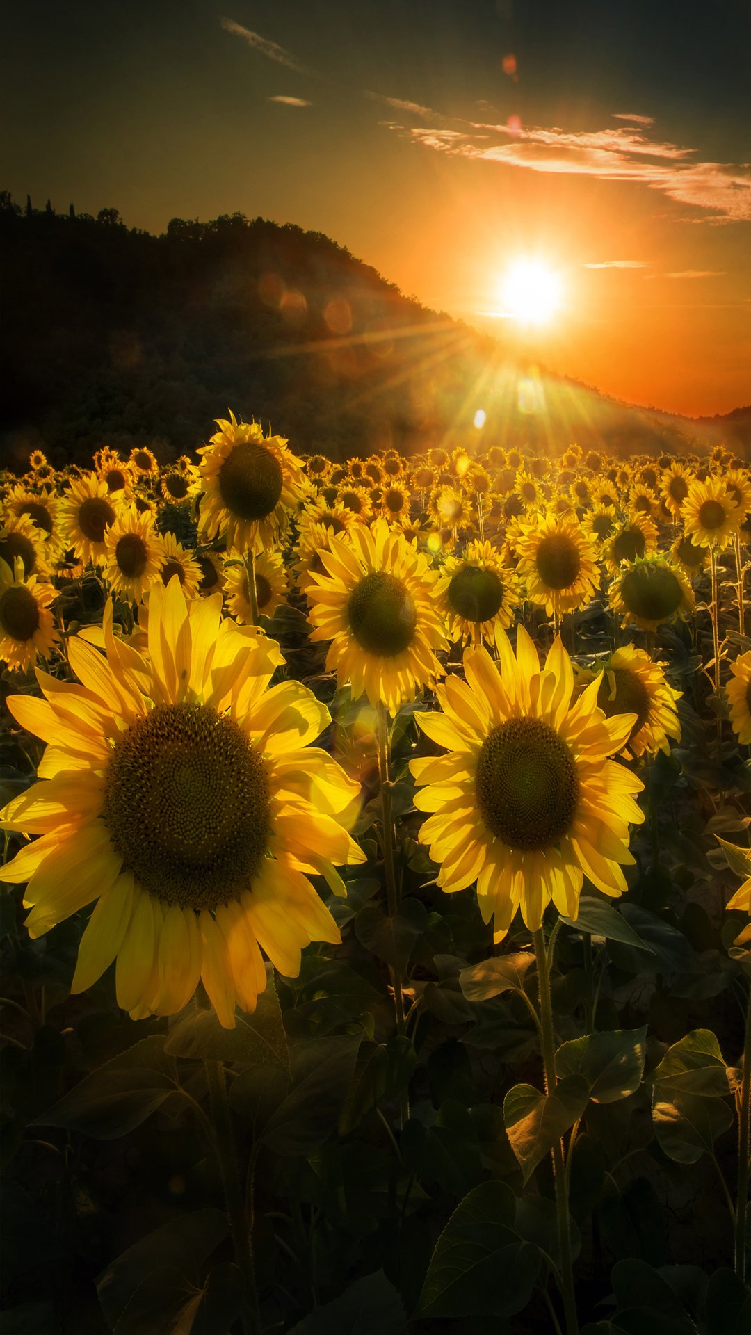 Sunflowers Sunset Wallpaper & Background Download