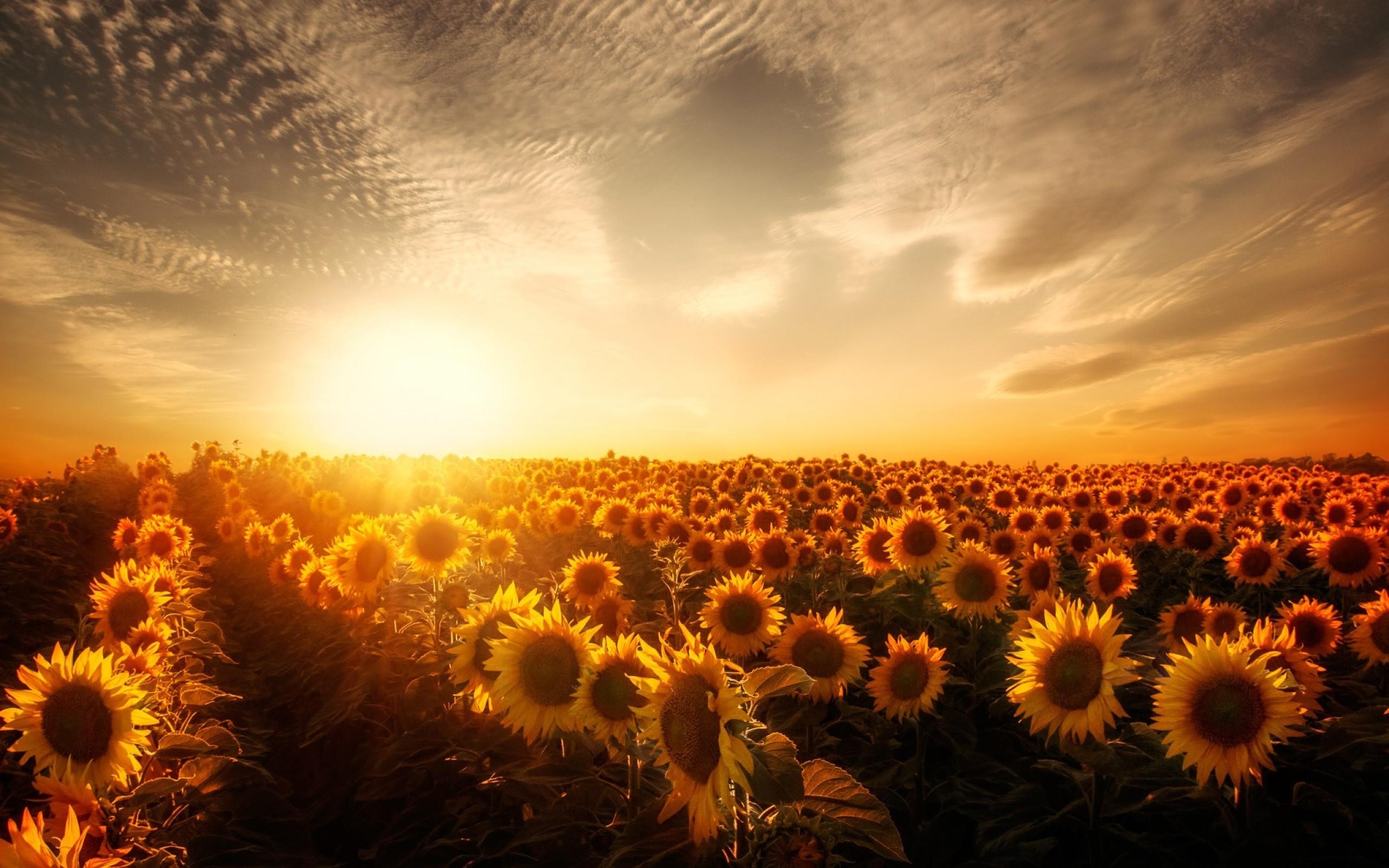 Sunflowers Sunset 2560x1600 Resolution HD 4k Wallpaper
