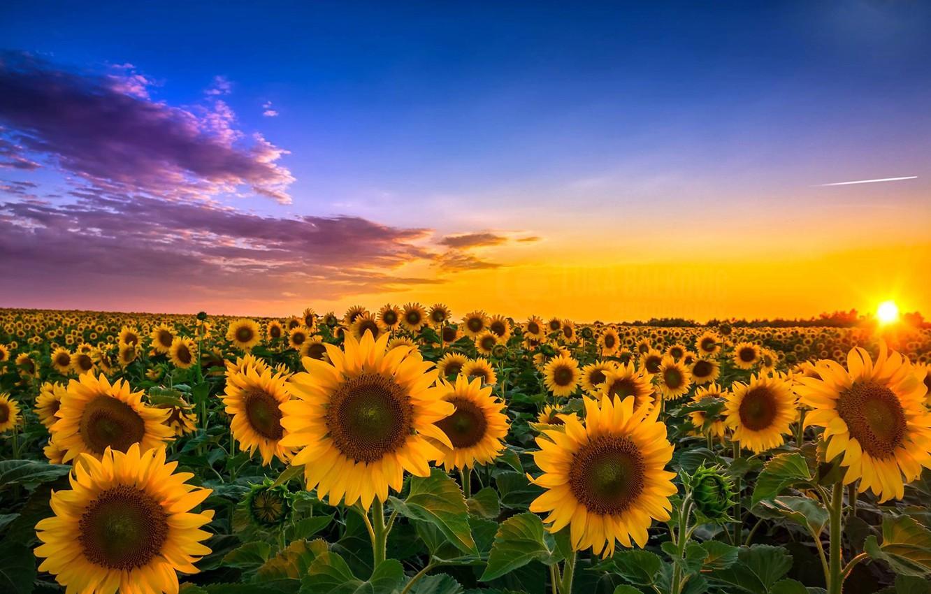 Wallpaper field, sunflowers, landscape, sunset, flowers, Wallpaper