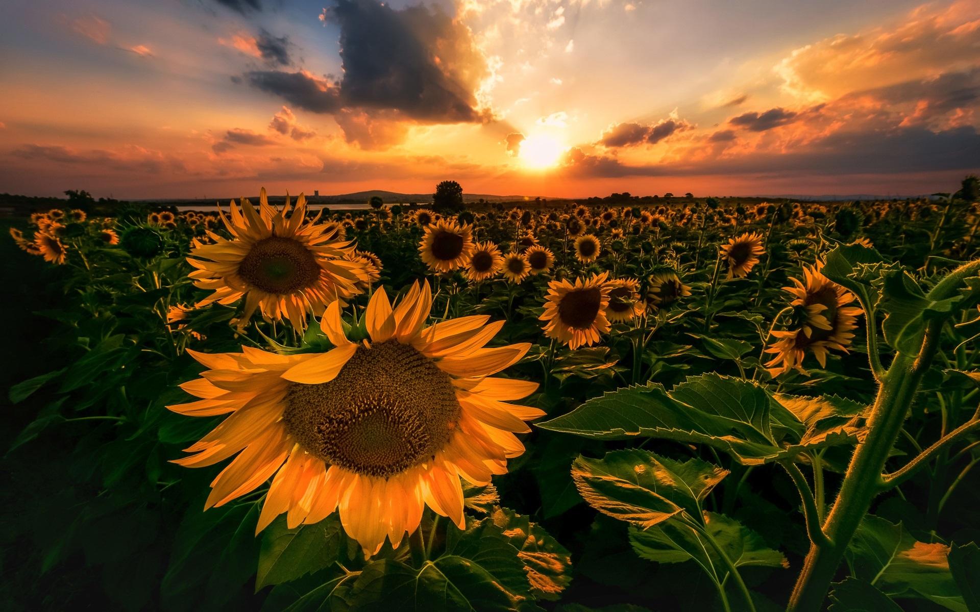 Wallpaper Sunflowers, sunset 1920x1200 HD Picture, Image
