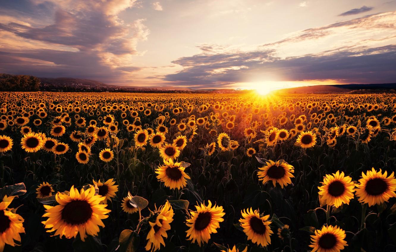 Wallpaper field, sunflowers, sunset image for desktop, section