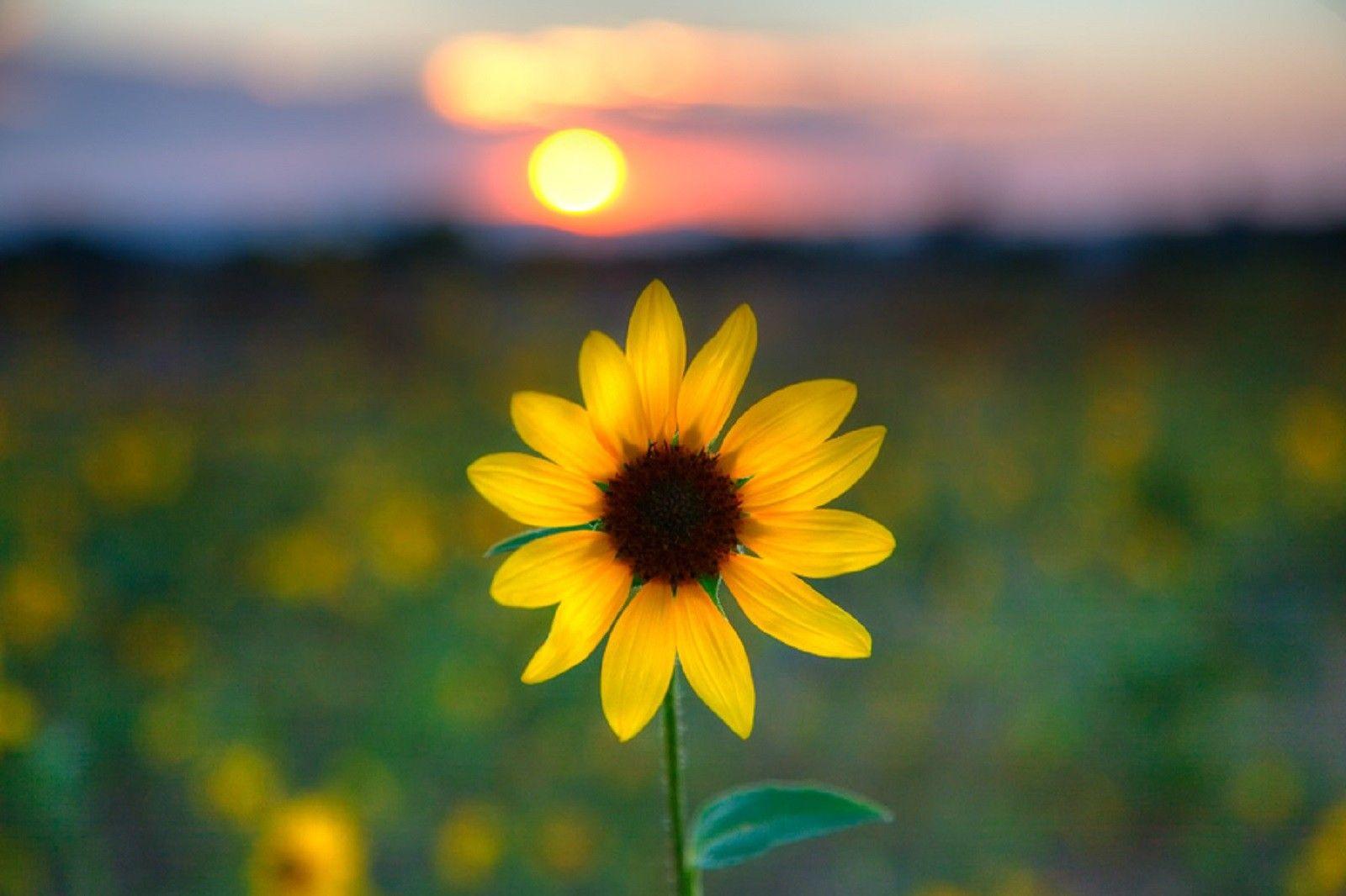 Sunflower Wallpaper HD In The Sunset