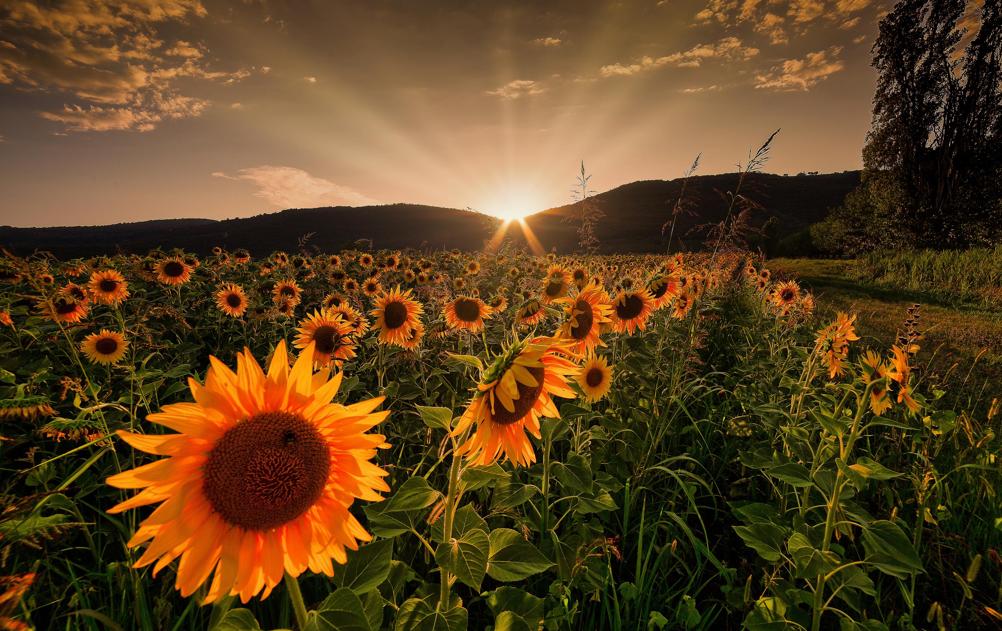 Desktop Wallpaper Nature Fields Sunflowers Sunrises and 3300x2080