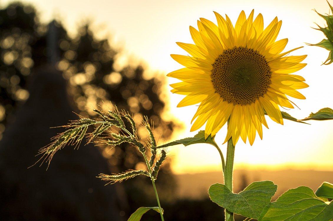 One single sunflower in the sunset light