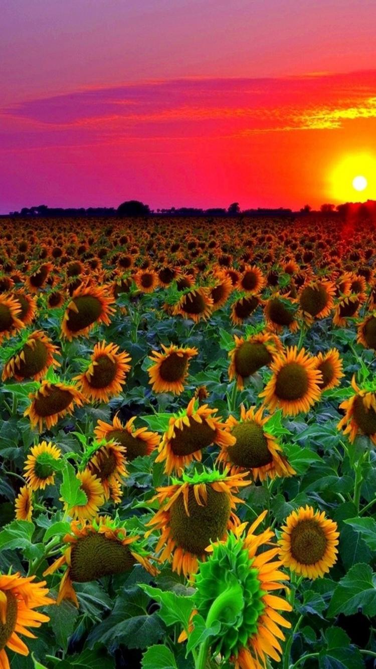 Free download Sunflower Field Sunset Wallpaper HD 8589131