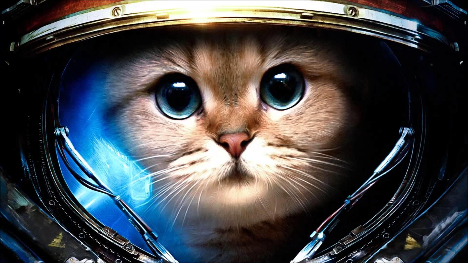 Cat Background Wallpaper