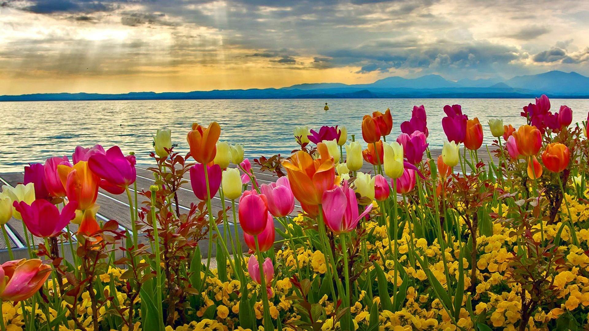 Spring Nature Desktop Background HD Cute Wallpaper