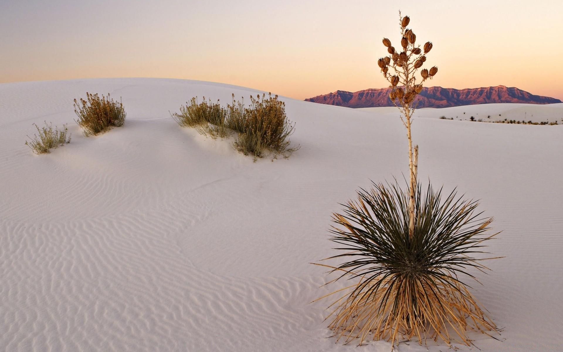 White Sand Desert